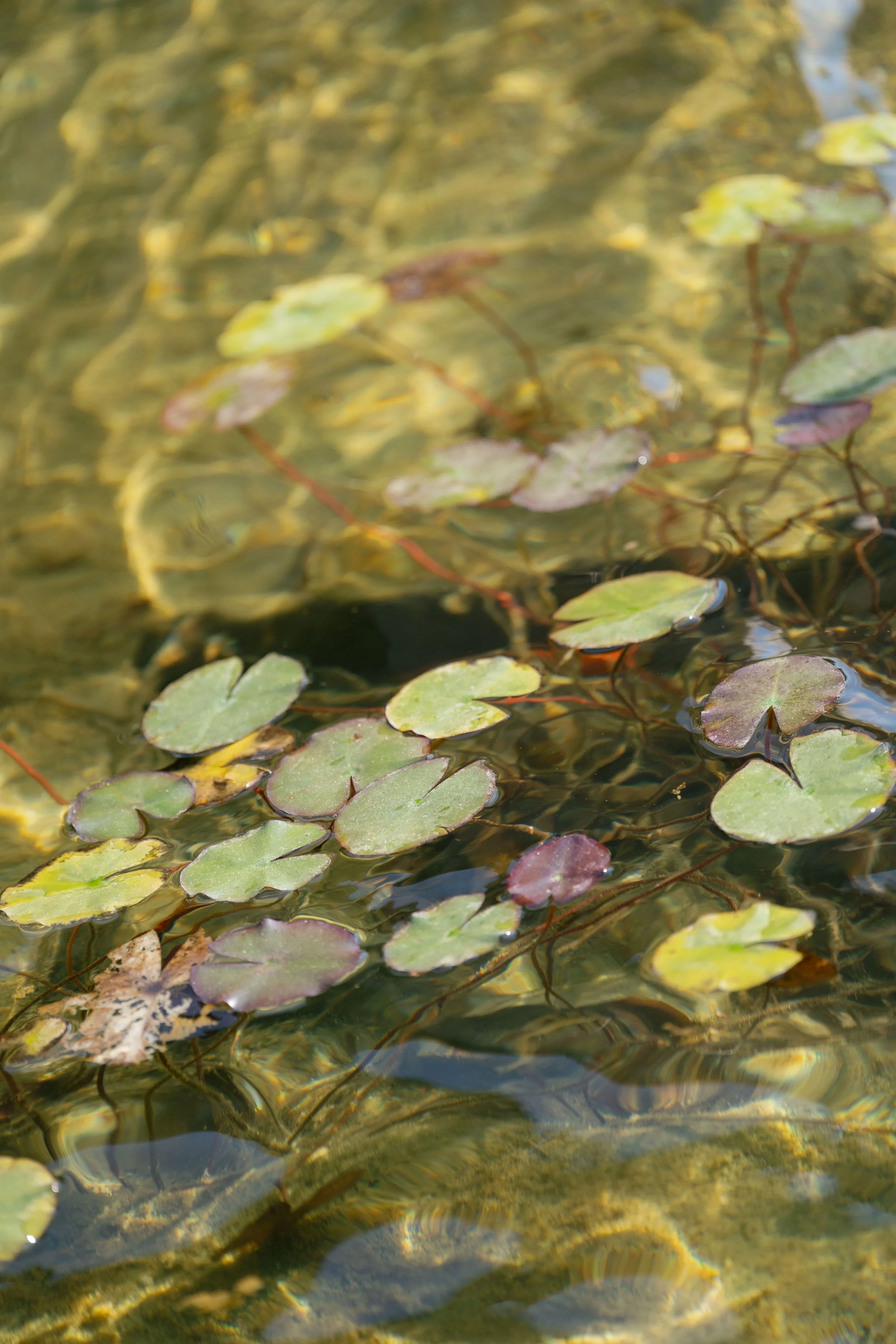 KAIT Lake Como Photographer-36.jpg