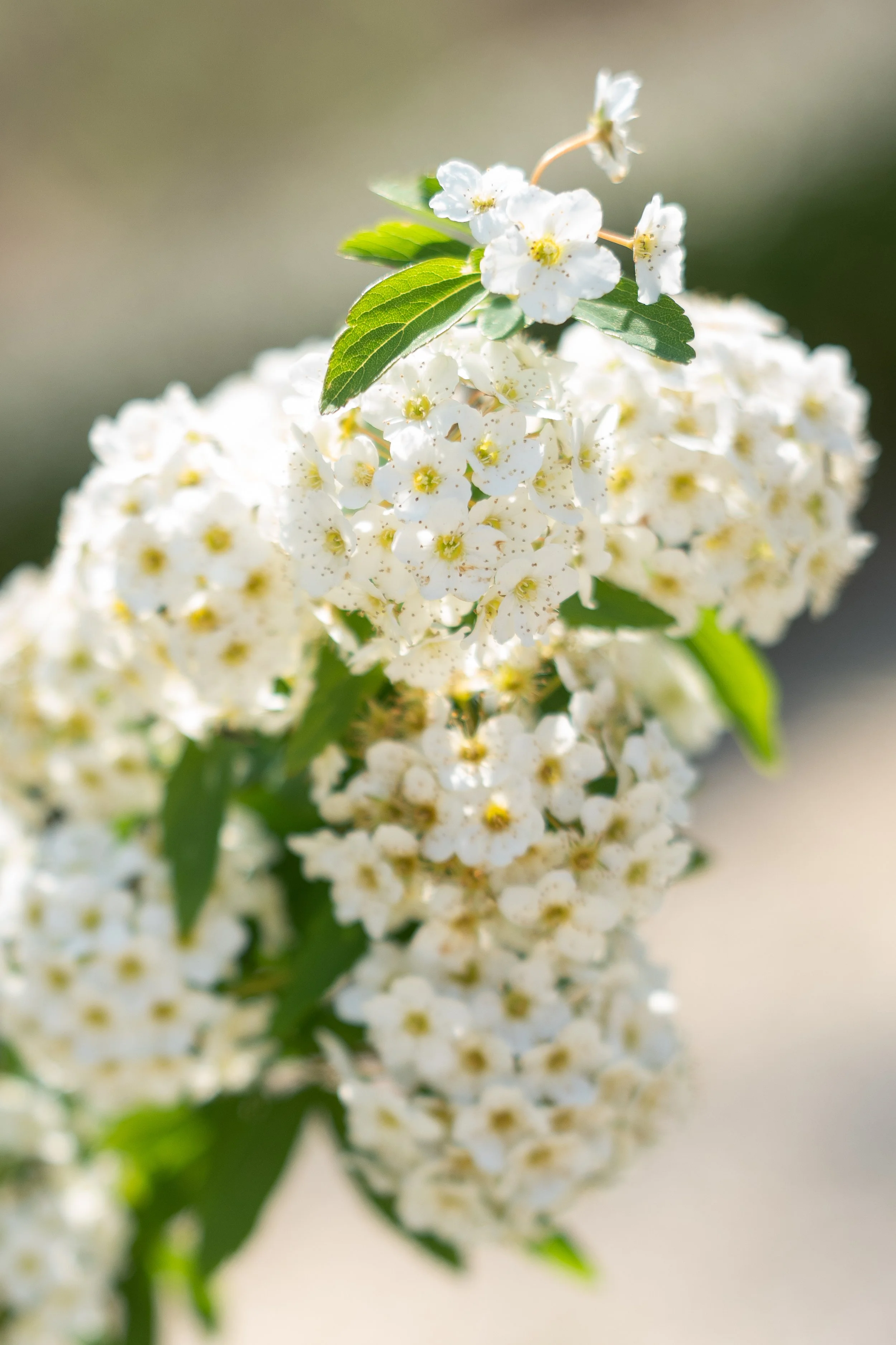 luxury wedding flatly