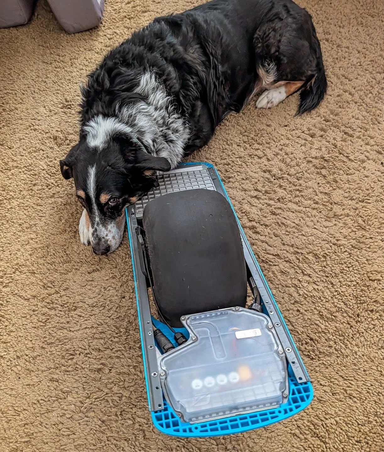 He's no @onewheeldog, but he will have to do 🐕&zwj;🦺

#onewheel #rideonewheel #onewheelnation #stickyrider