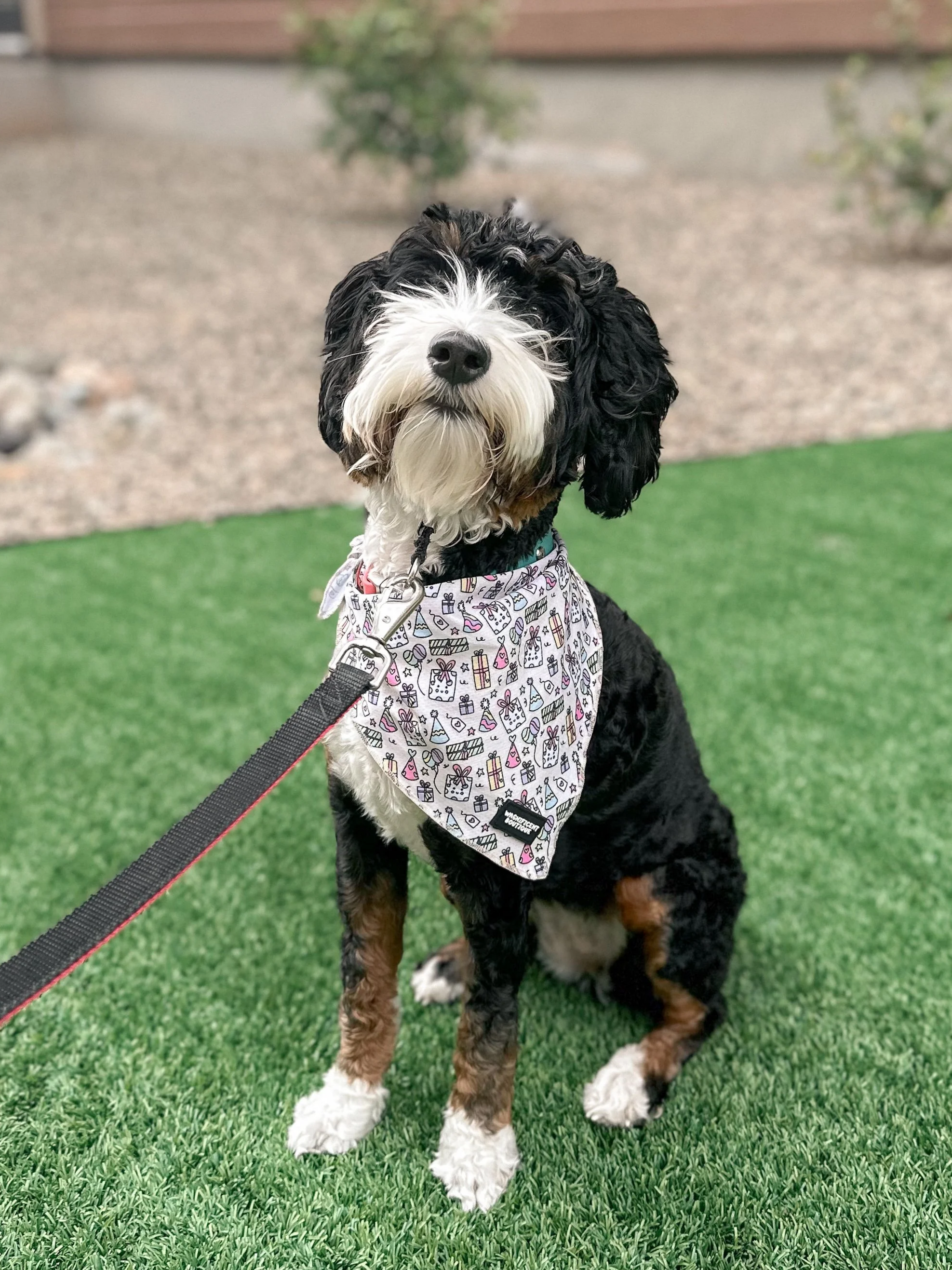 A black, white, and brown tricolor bernedoodle dog sitting on a patch of green grass wearing a bandana with a playful pattern.