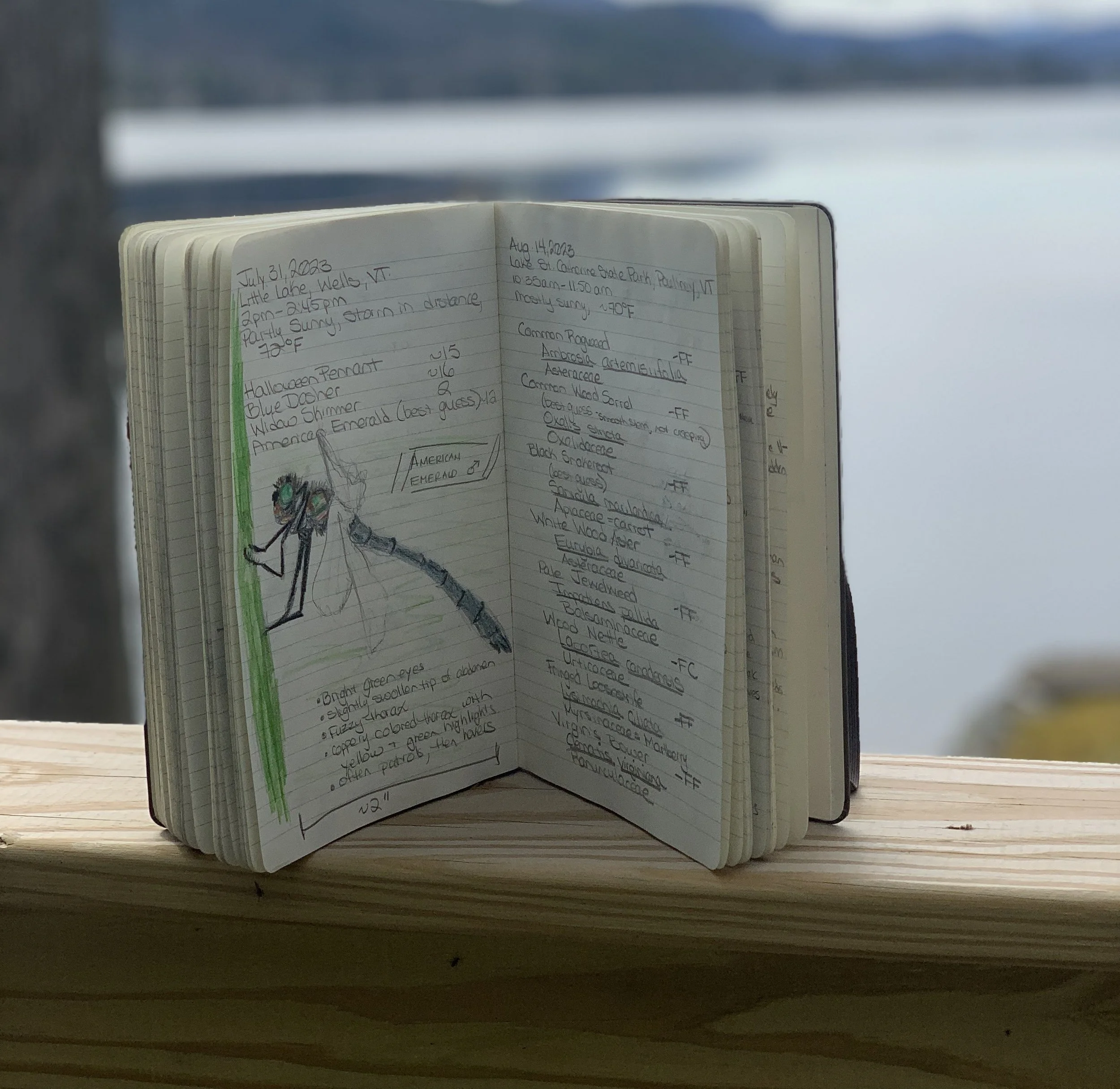 Curious? Let’s Nature Journal