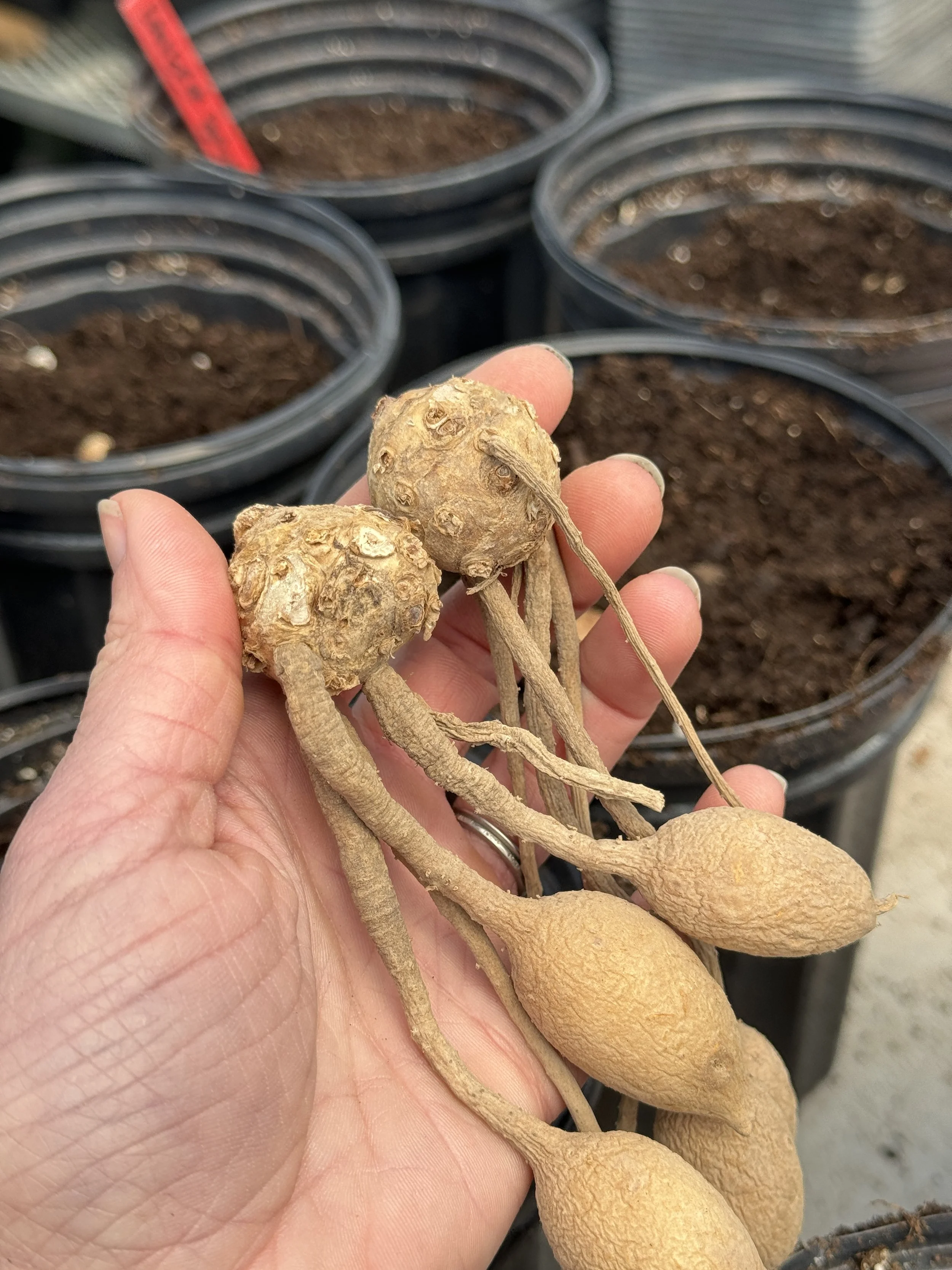 Curcuma prior to division
