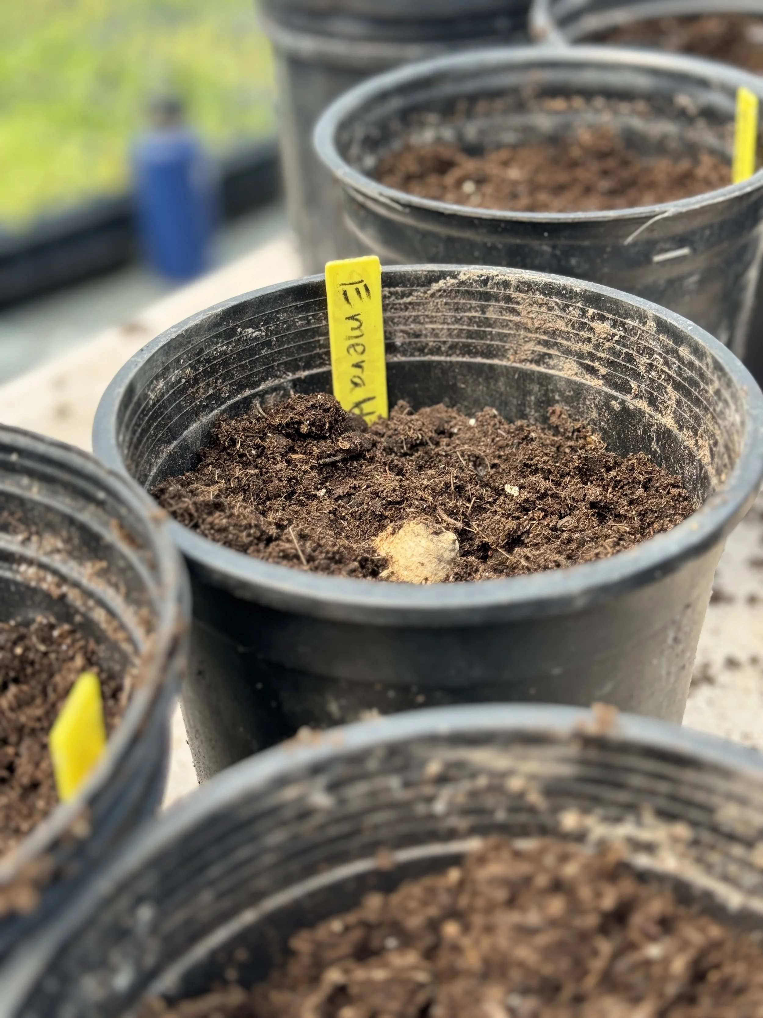 Curcuma in 1-gallon pots