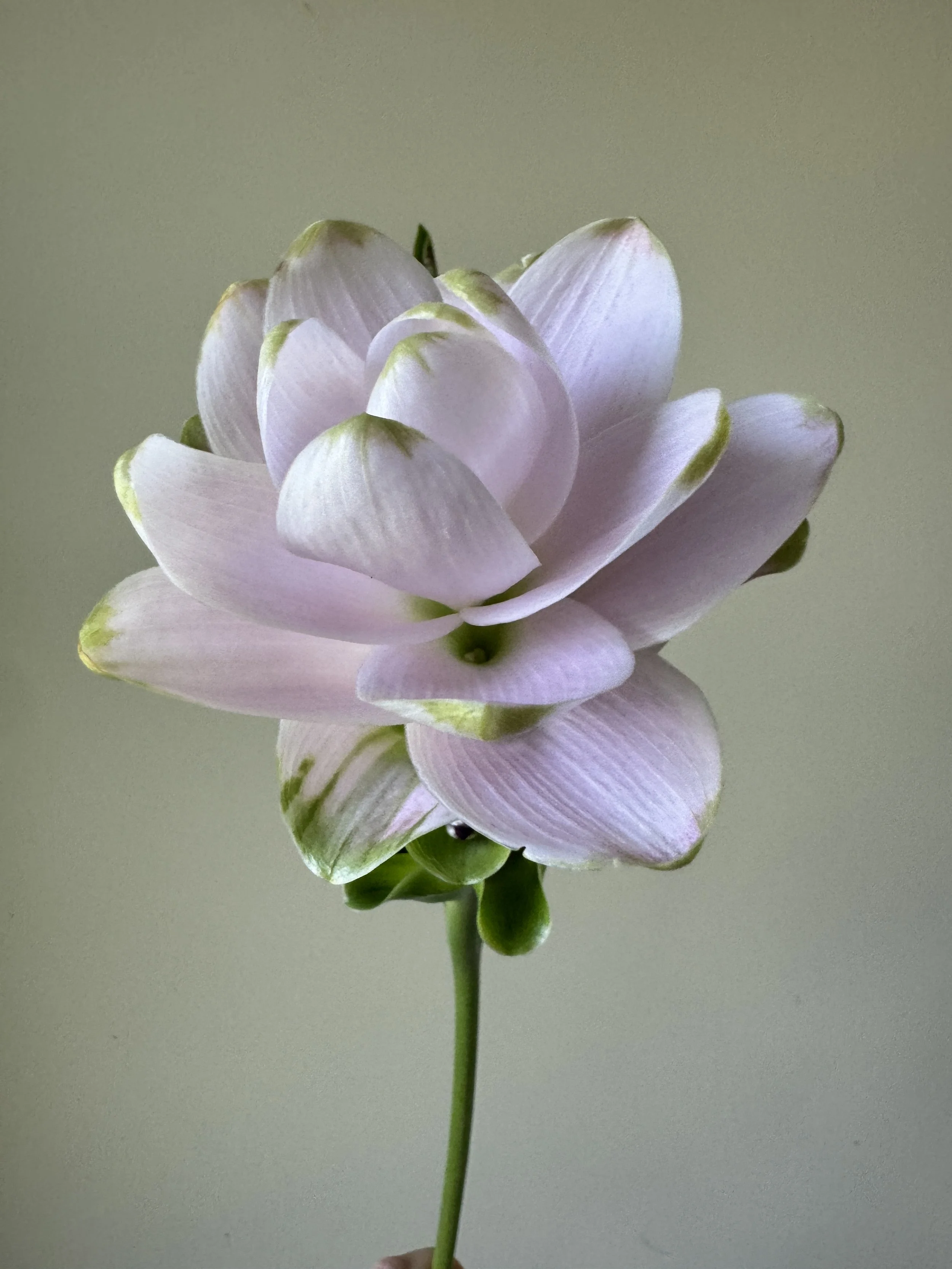 'Ribbon' curcuma