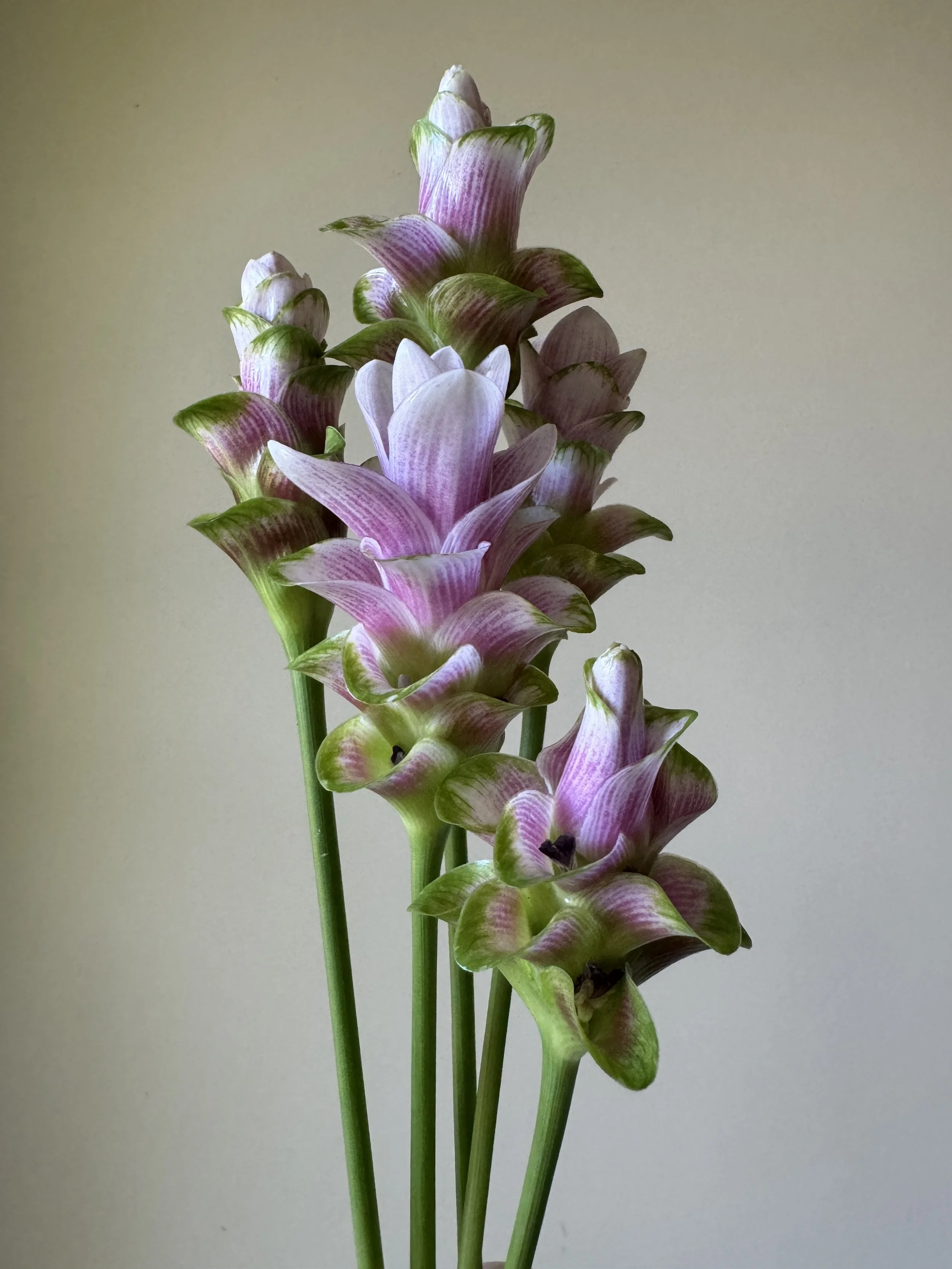Harvested curcuma