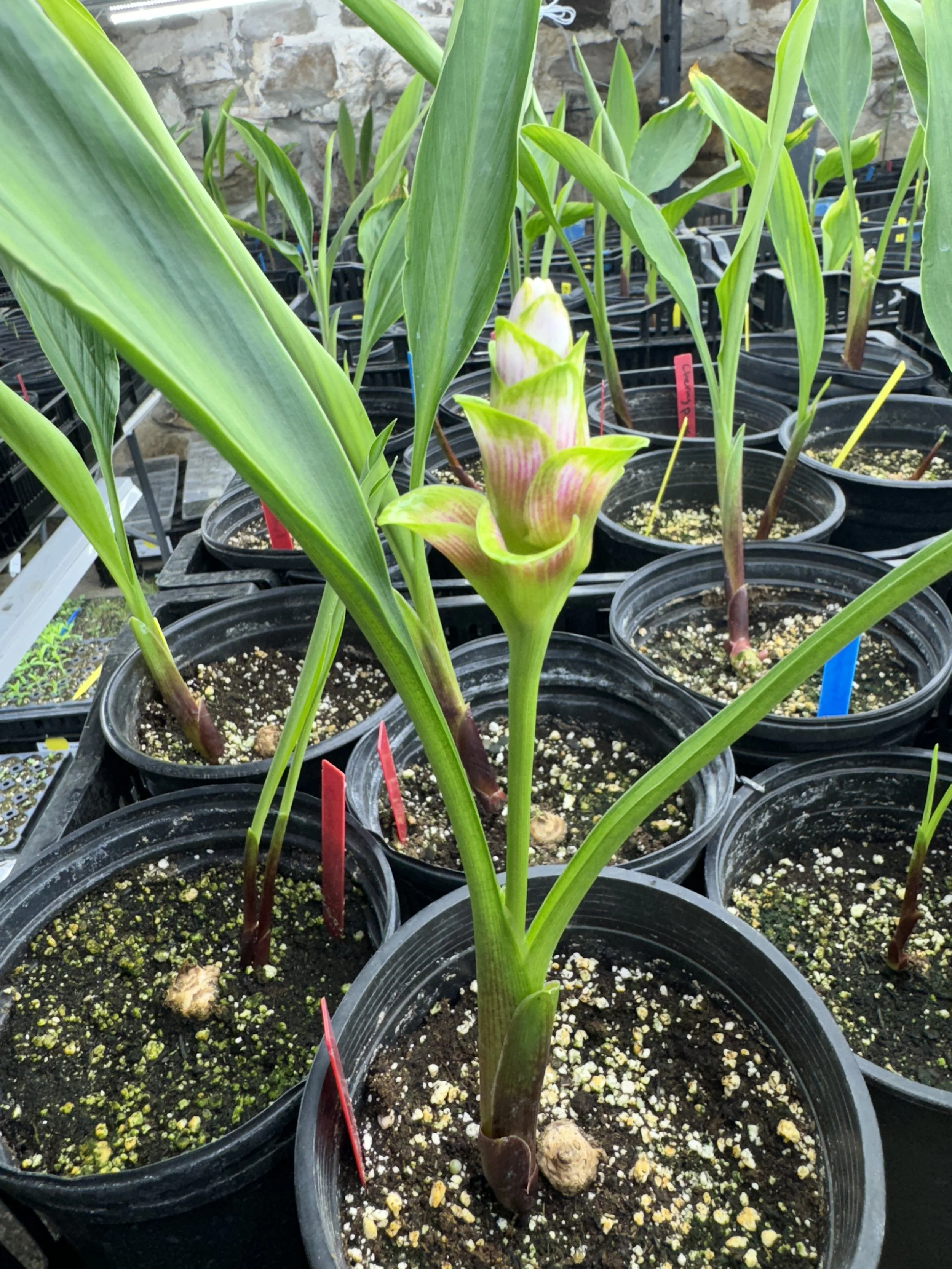 Curcuma flower growth