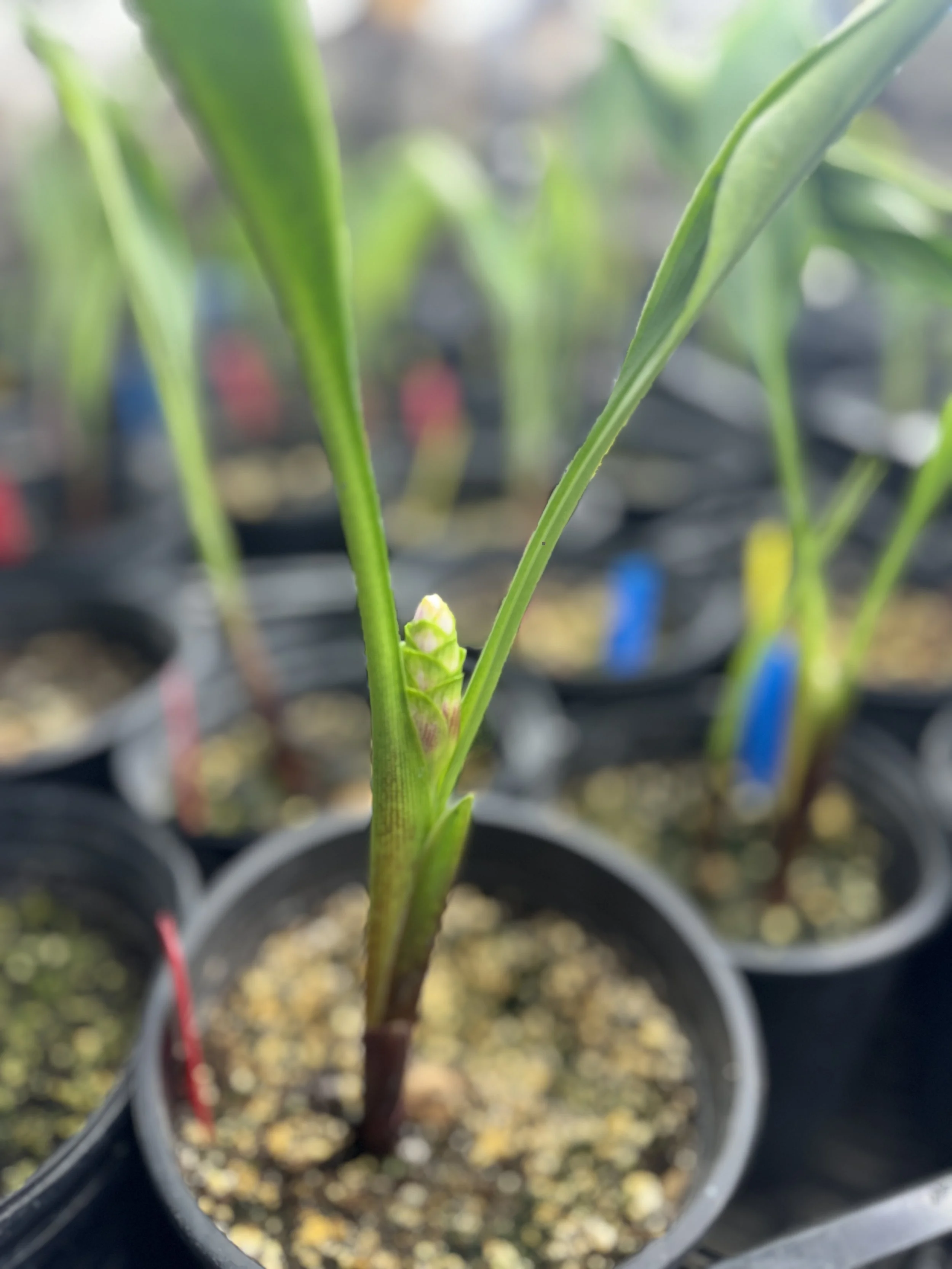 Immature curcuma flower