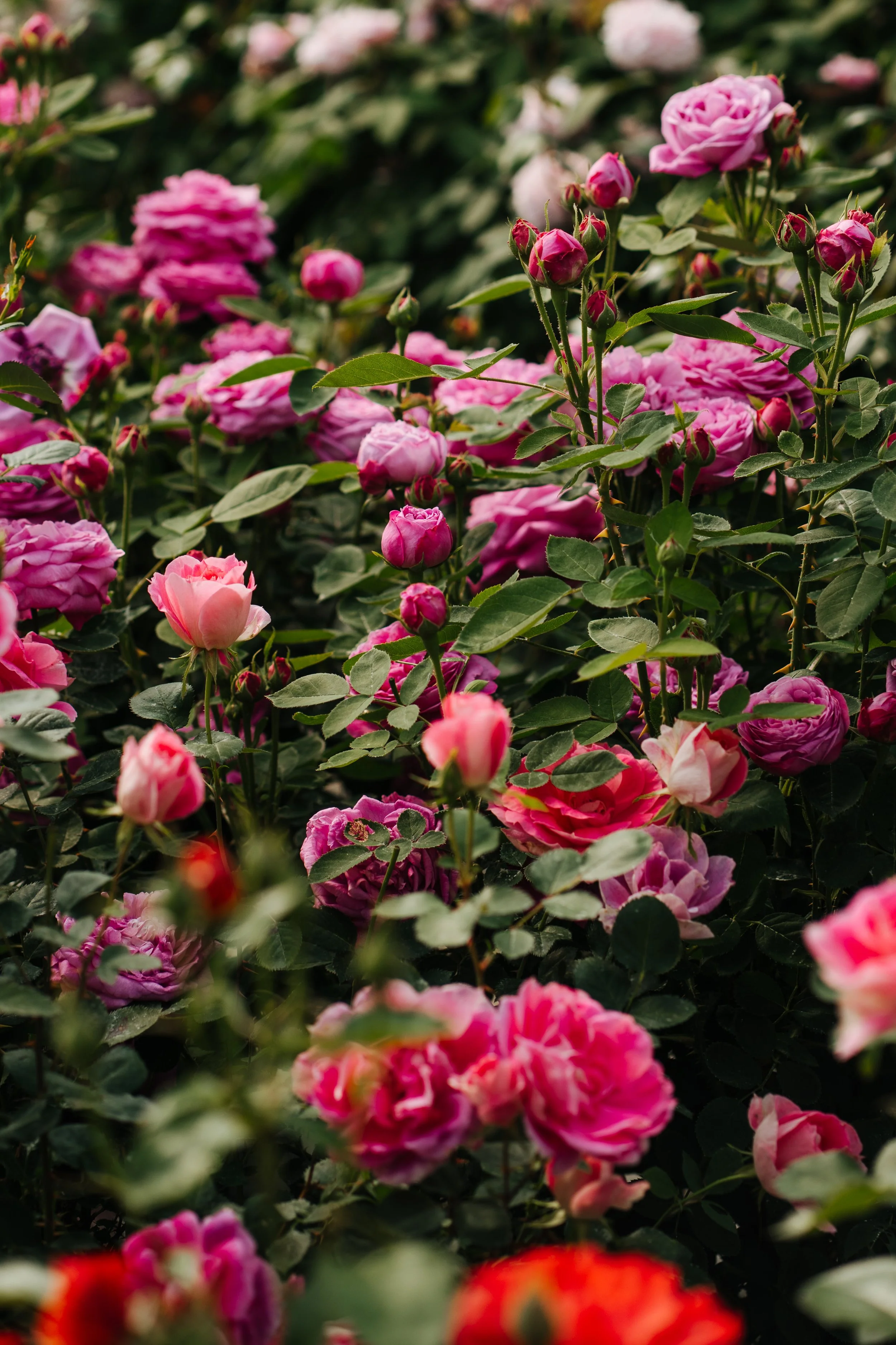 Receiving &amp; Planting Roses 