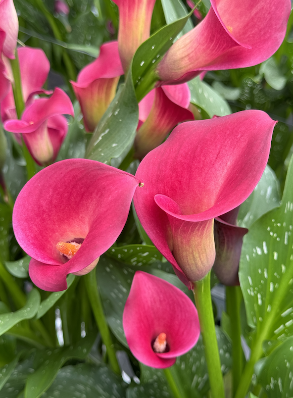 Winter Calla Production