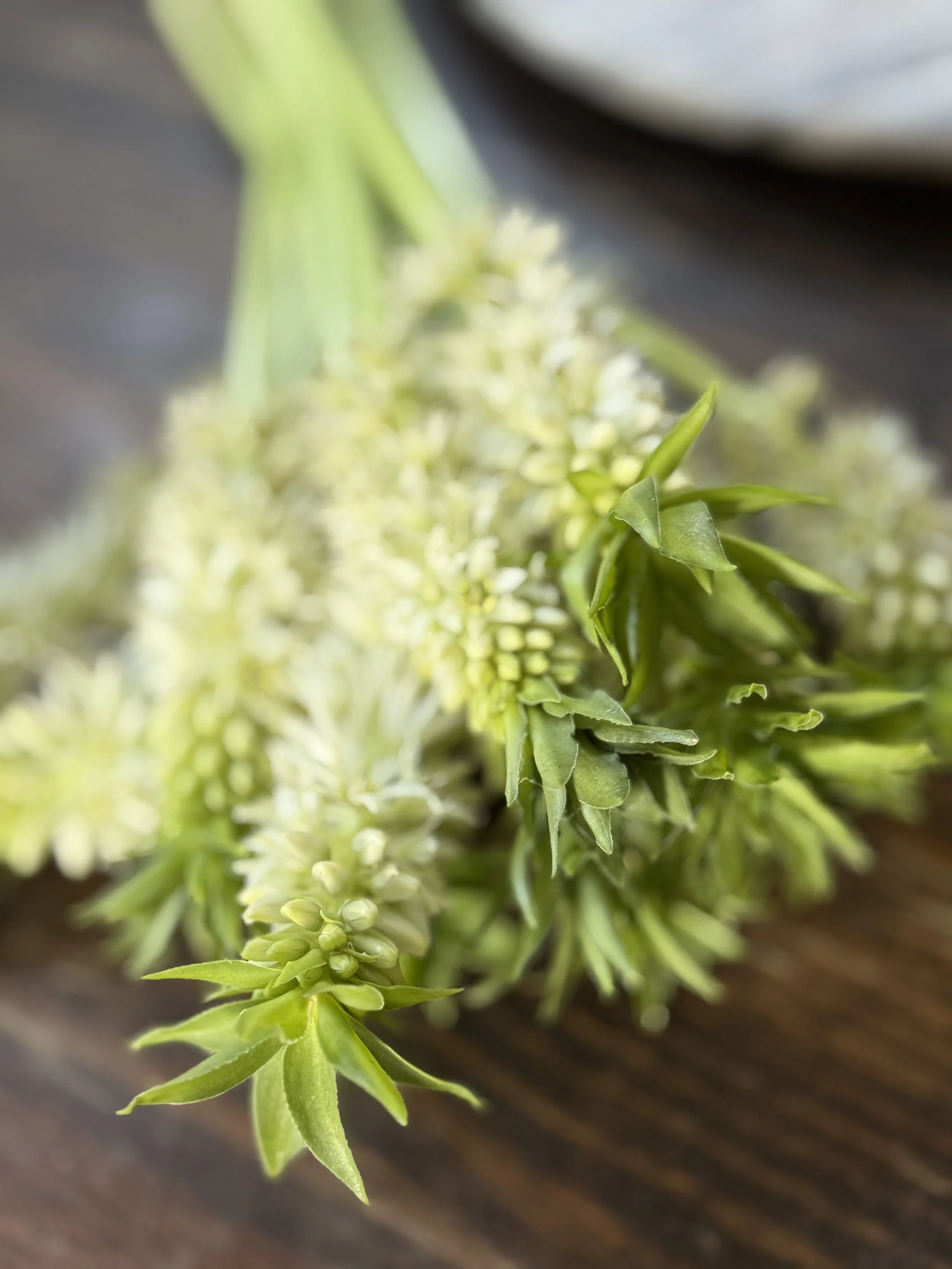 Growing Eucomis (Pineapple Lily)