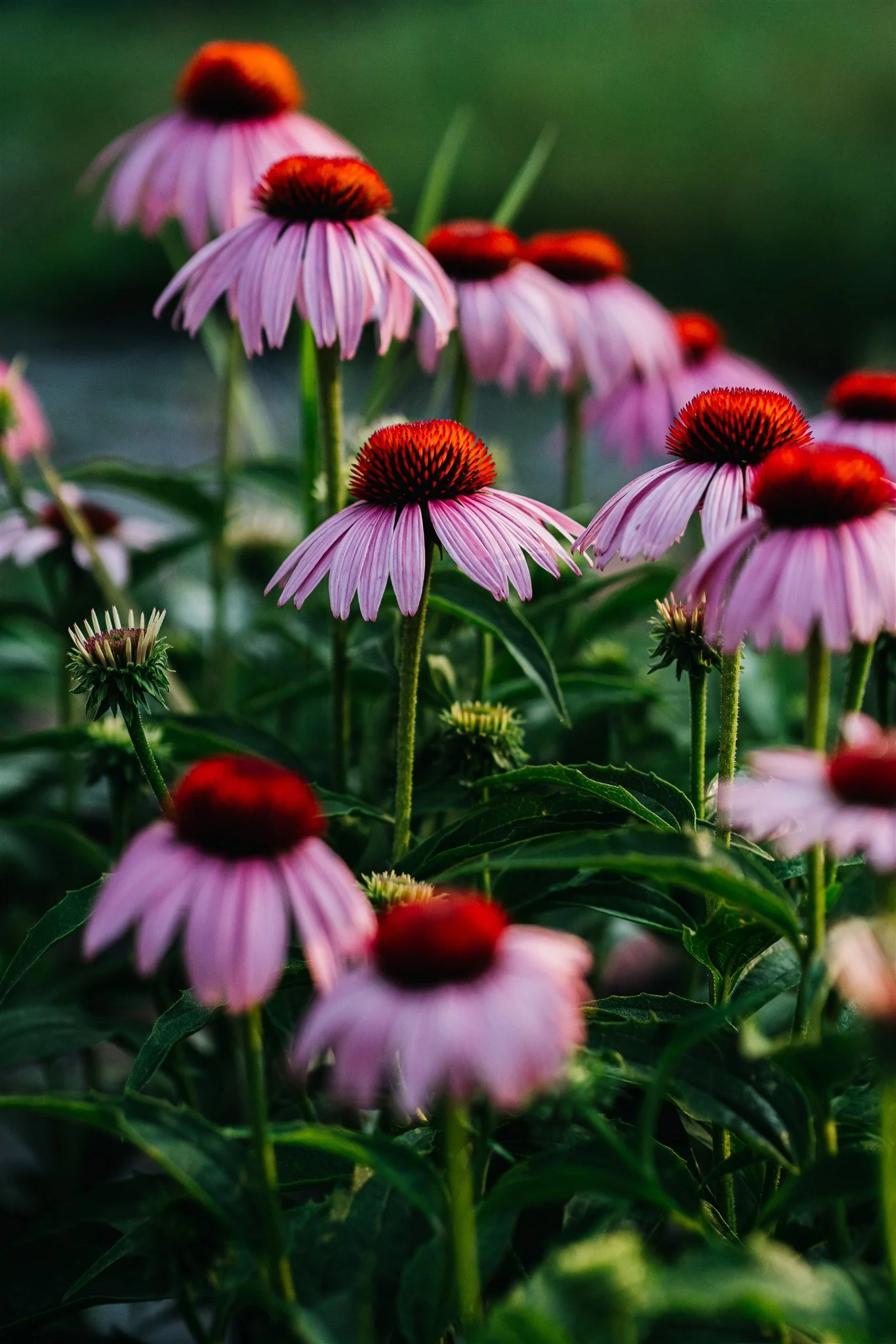 More Multi-use Perennials