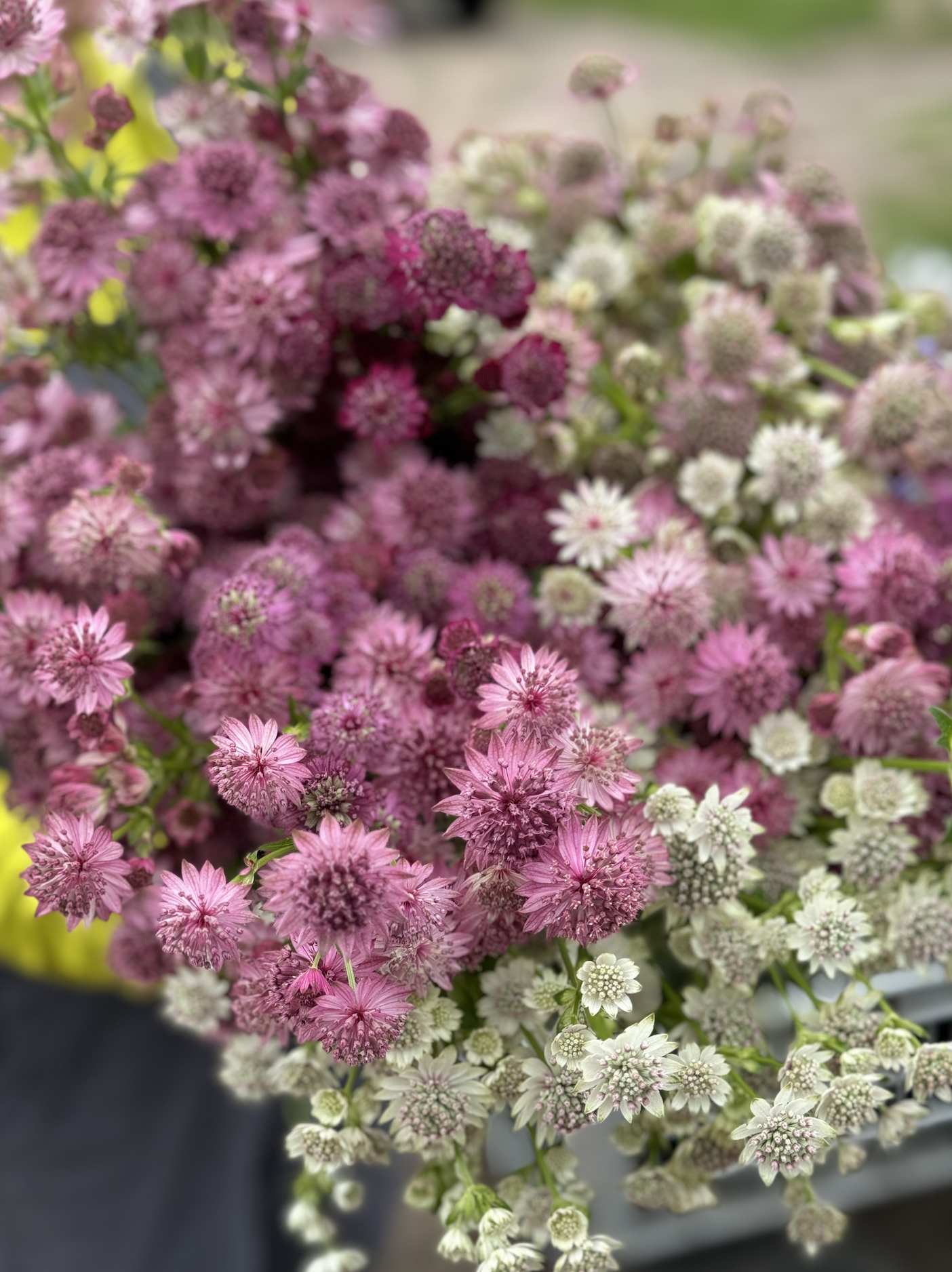 Astrantia: Cold Hardy Perennial for Cut Flower Growers