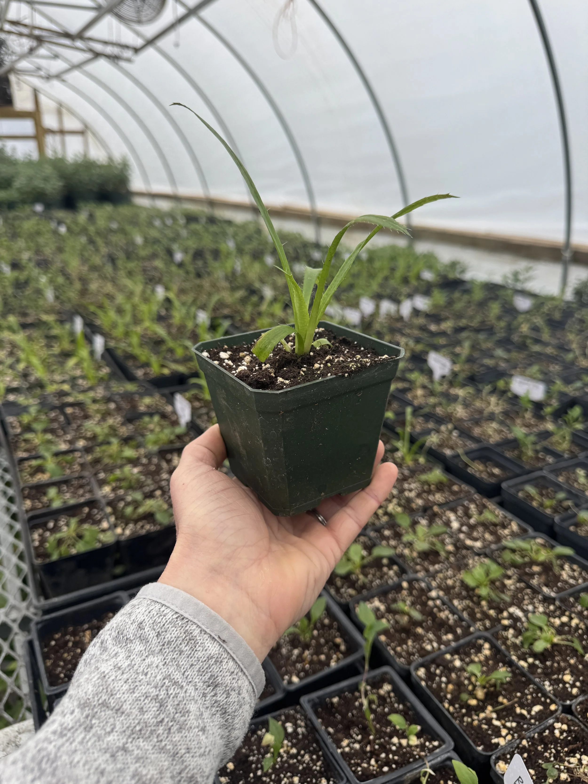 Eryngium Physic Purple