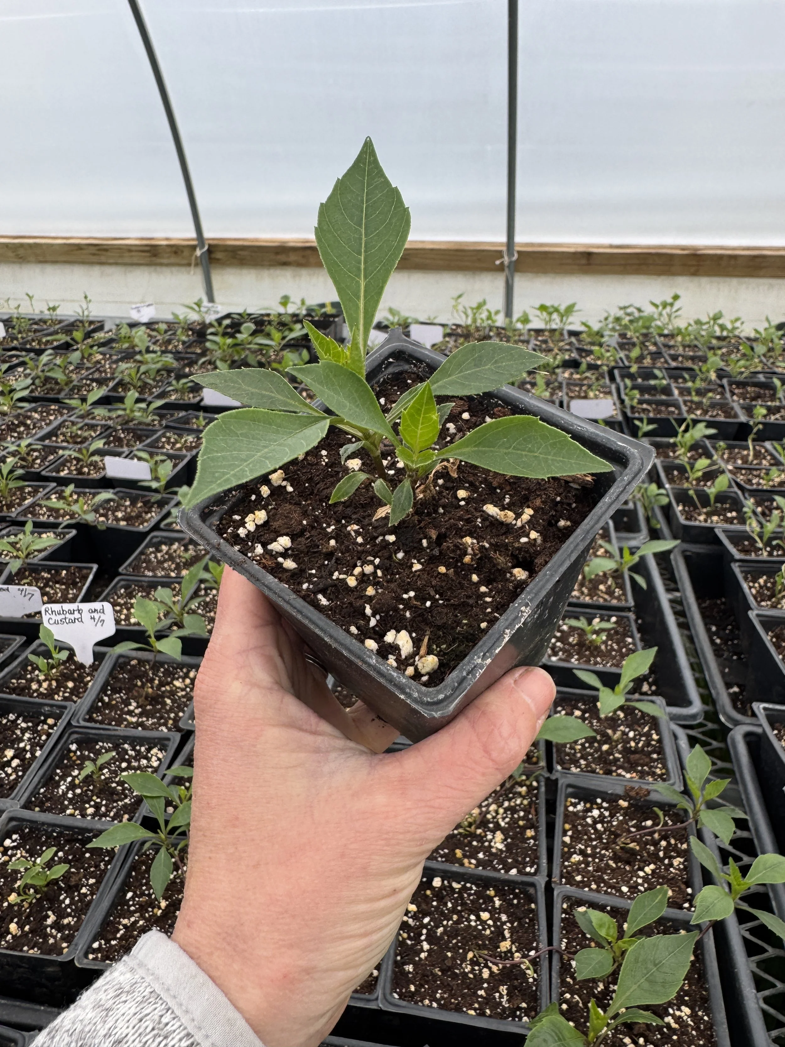 Dahlia Rhubarb &amp; Custard