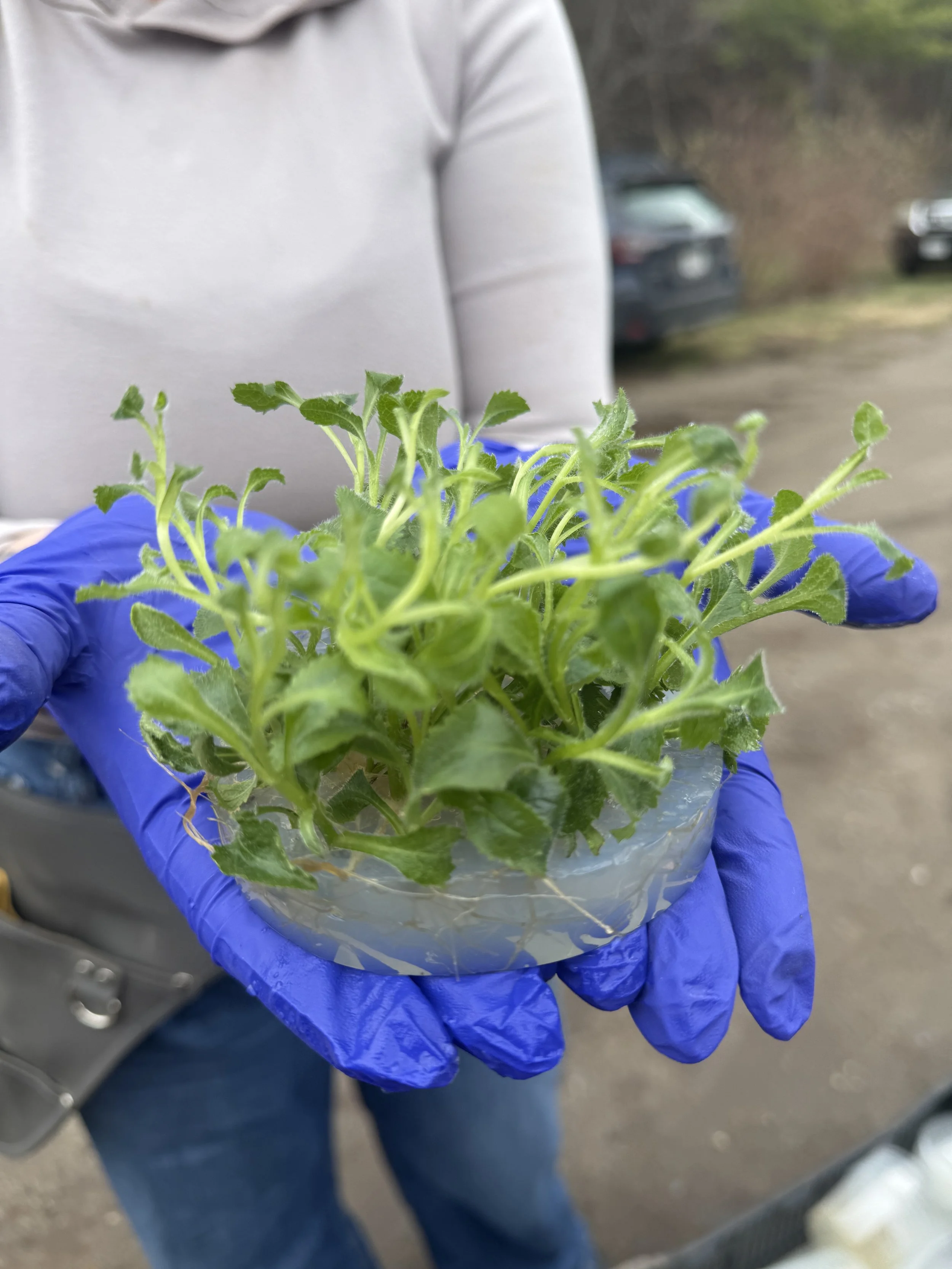 Tissue Culture Plants in Cultivation