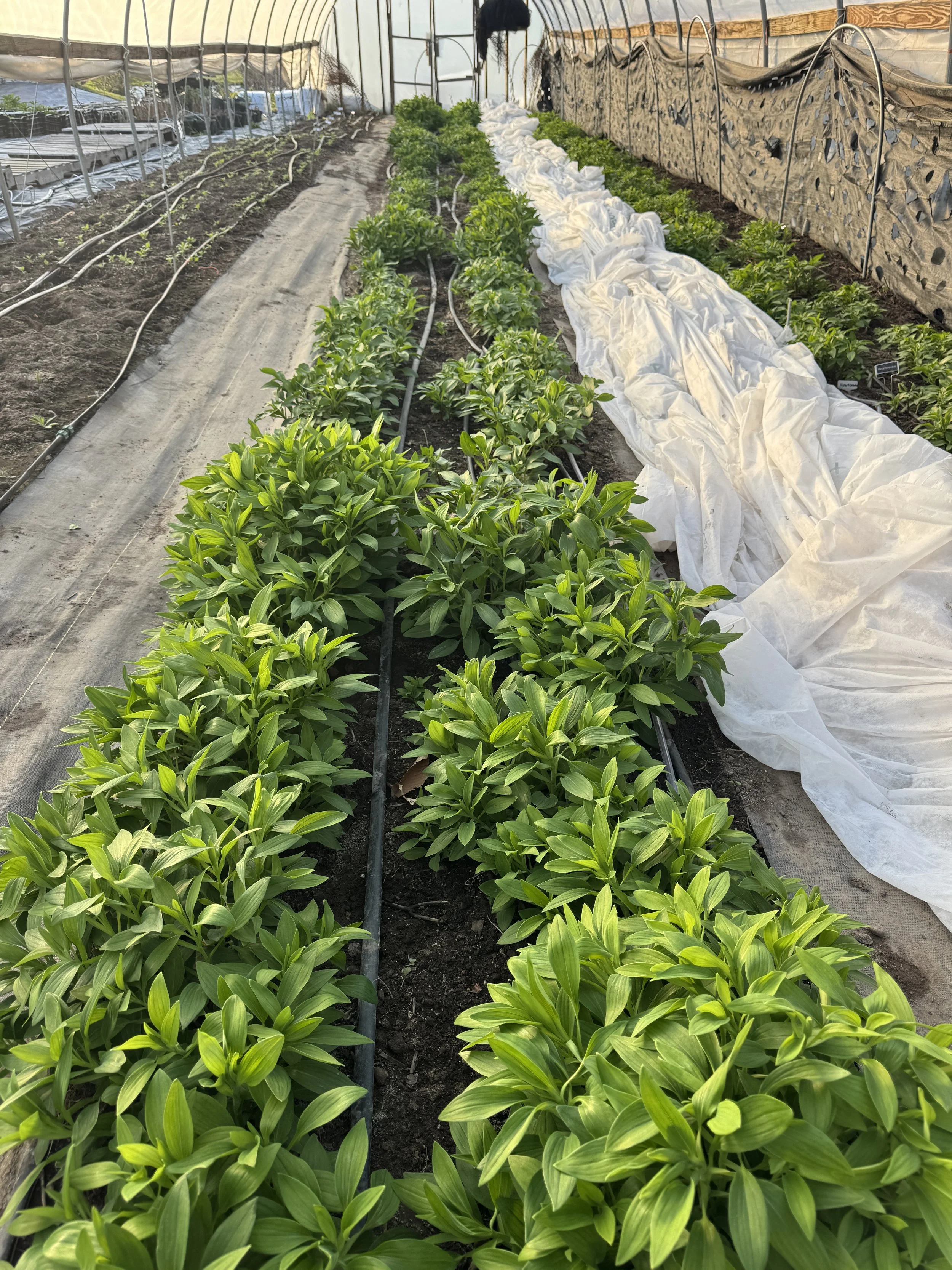 Planting, Growing, &amp; Harvesting Alstroemeria