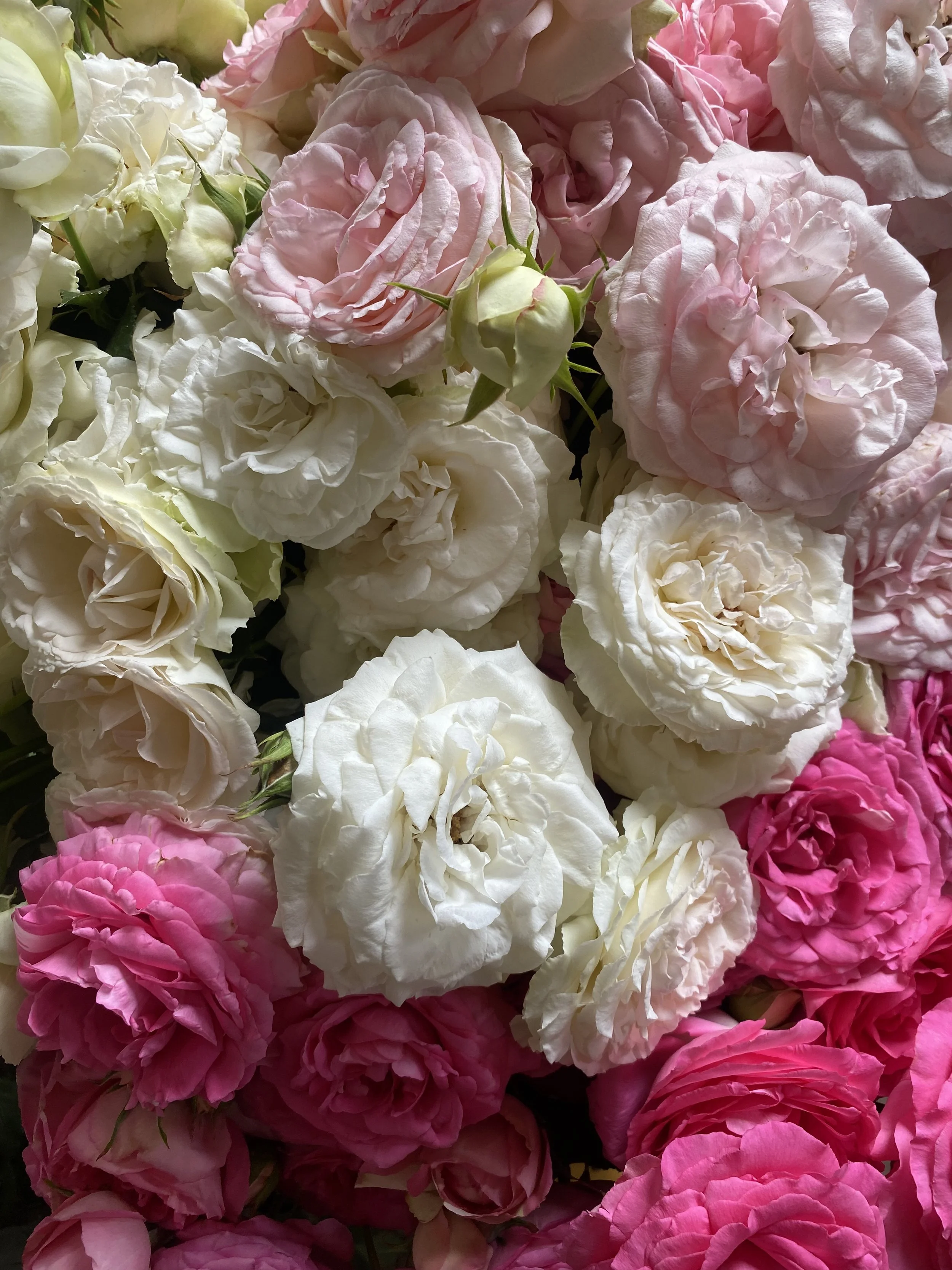 Rose Rescue
