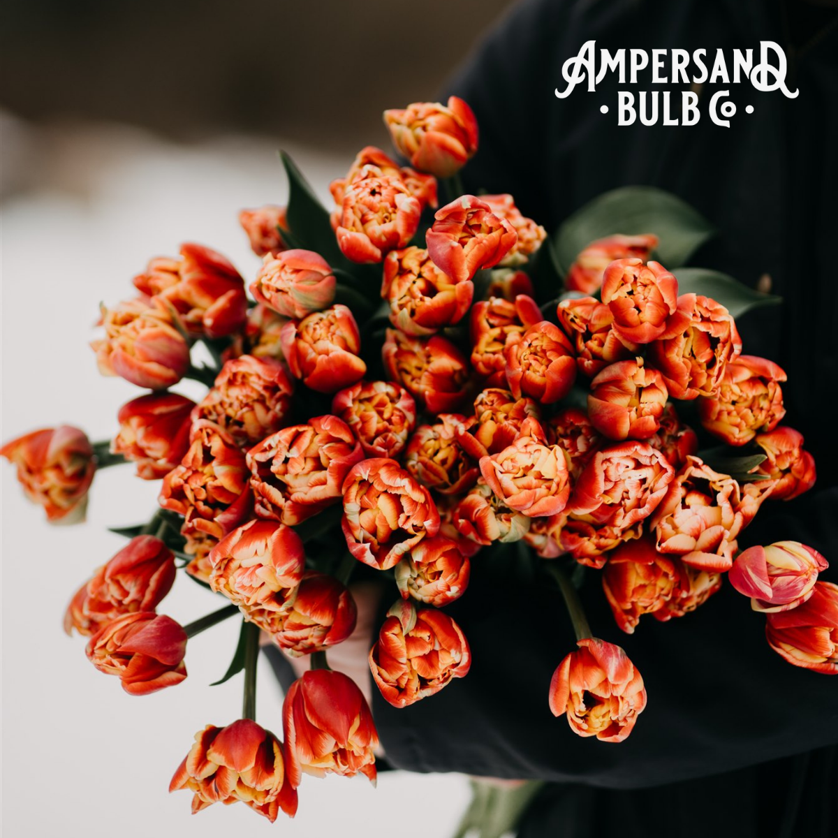 Summer Bulb Harvest News