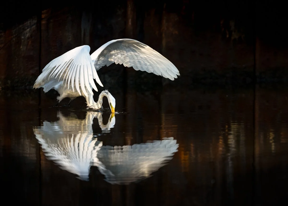 A Bird and Their Echo