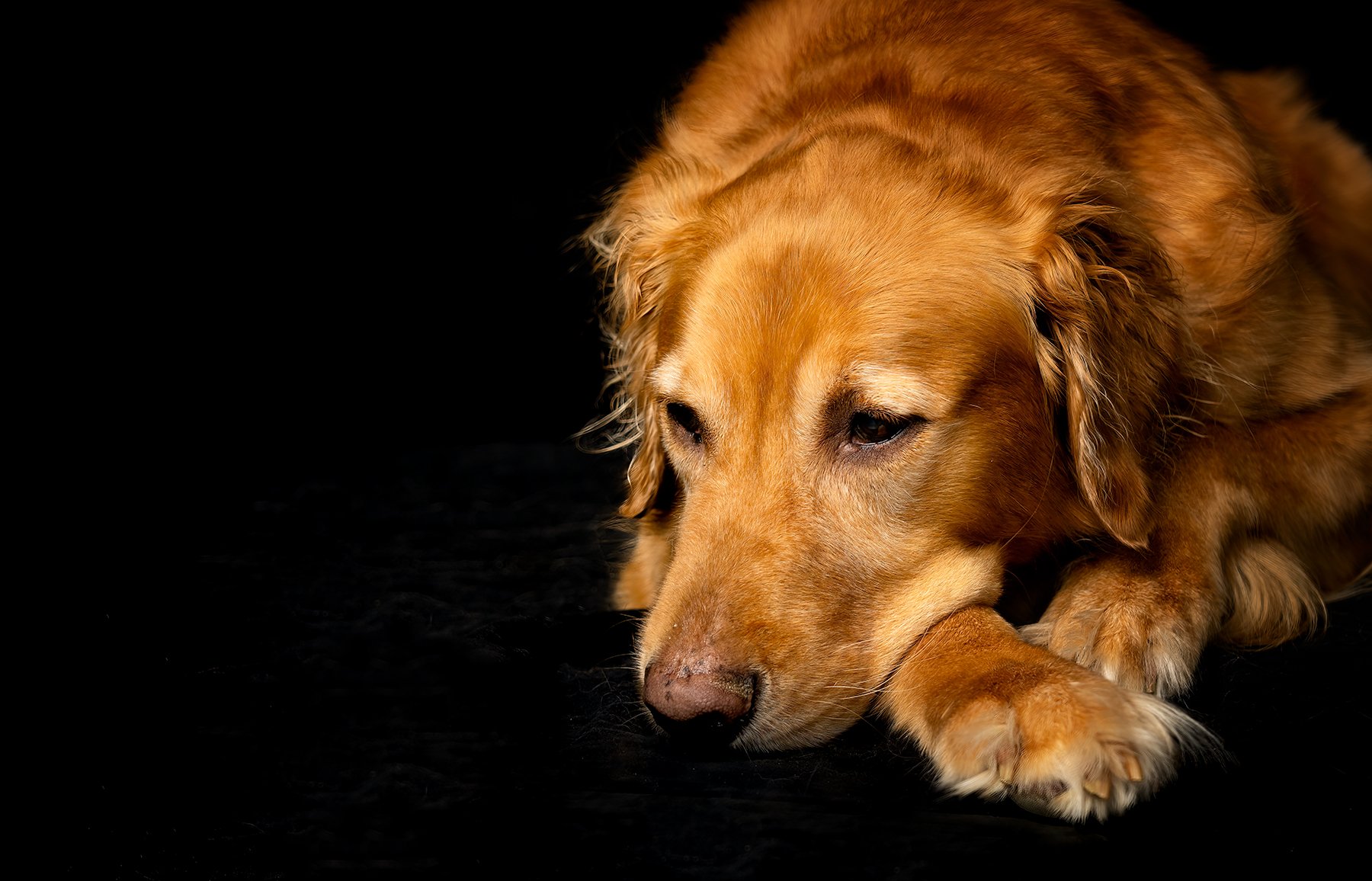 DSC04990-07-29-21dogs-Edit.jpg