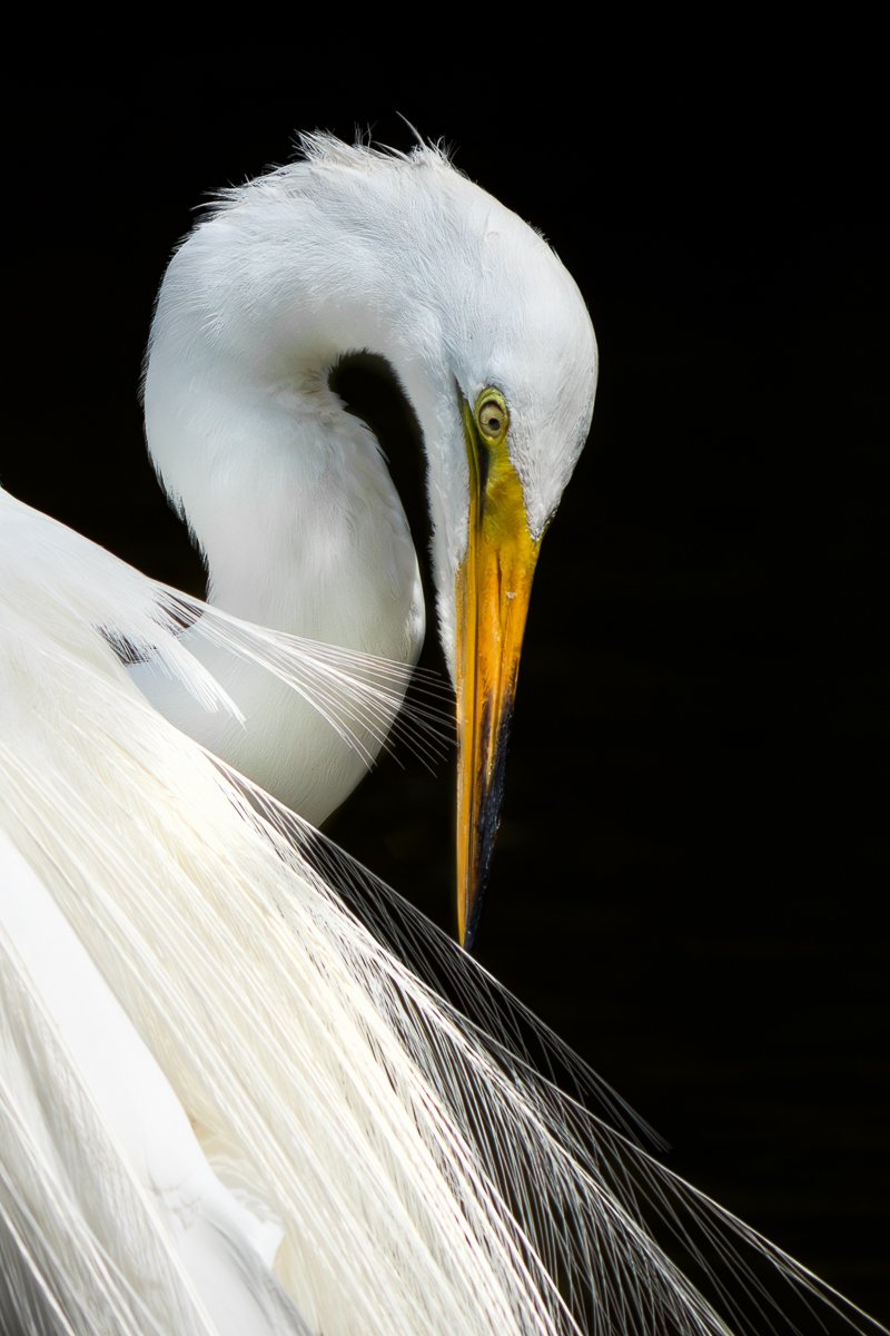 Effortless Grace