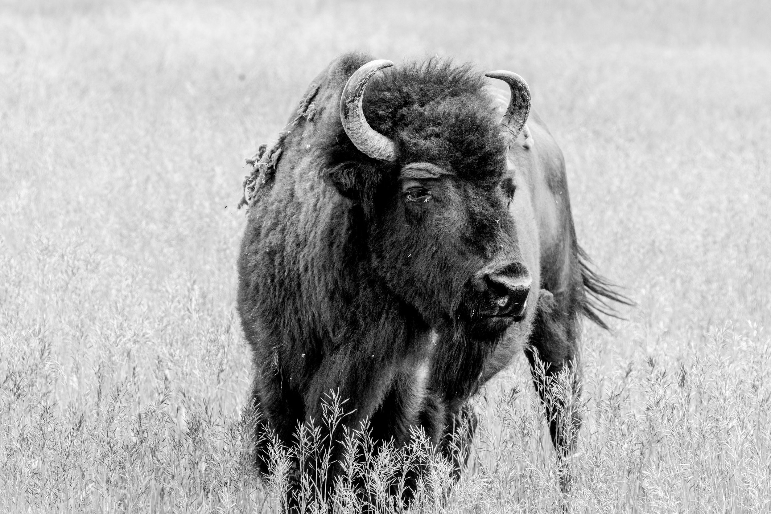 WY Bison