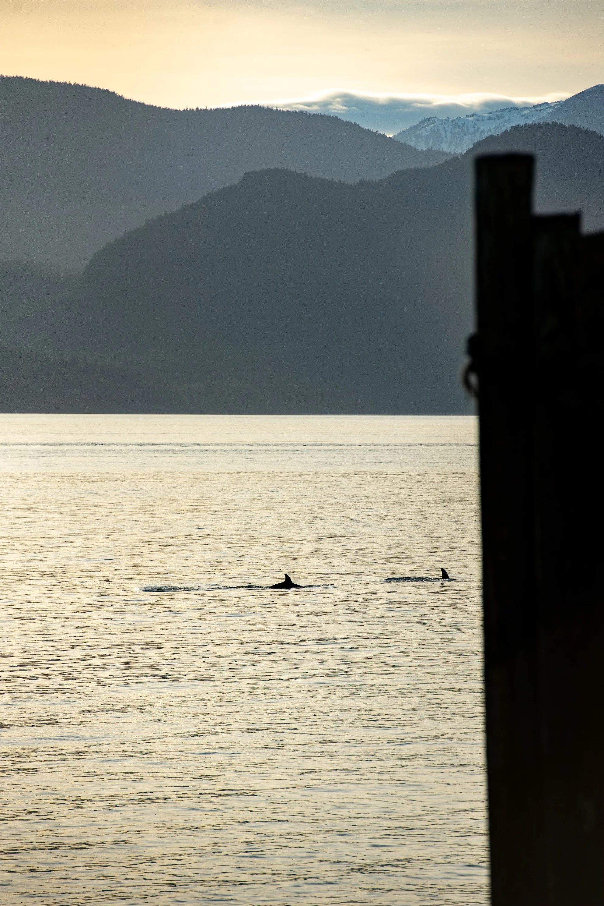 Big News from Átl’ka7tsem/Howe Sound Revival: We've Reached Our Hydrophone Fundraising Goal!