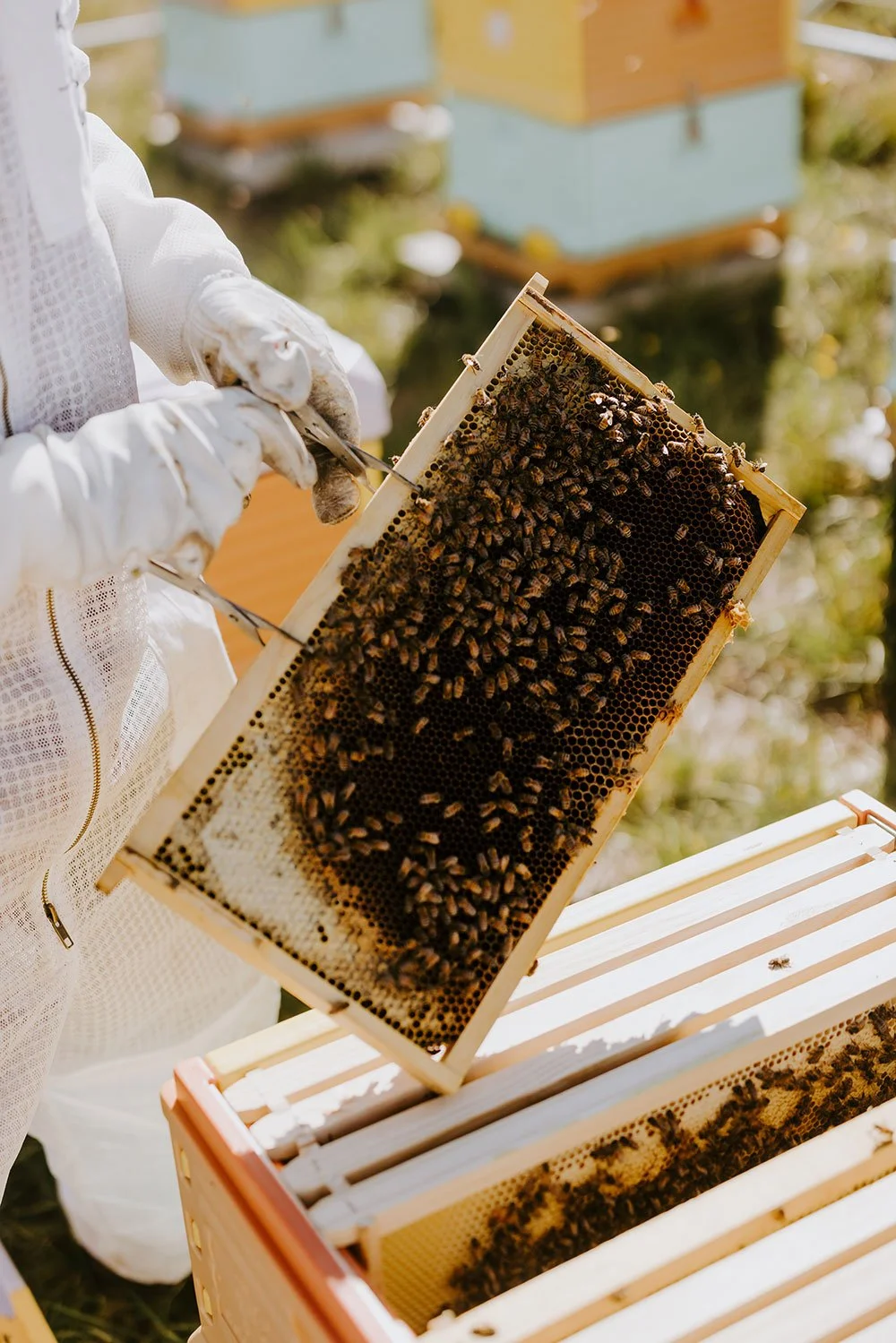9_BeeHive.jpg
