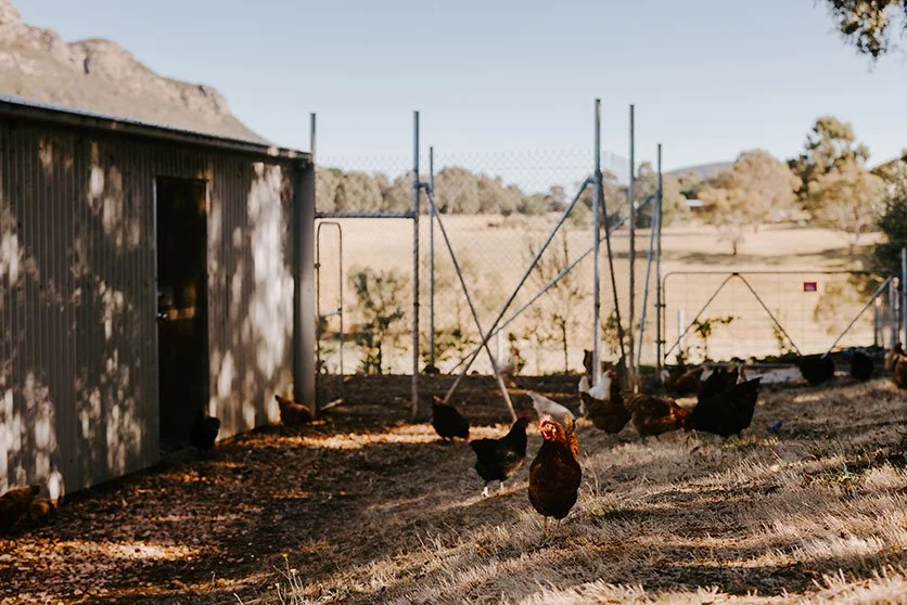 15_Chickens.jpg