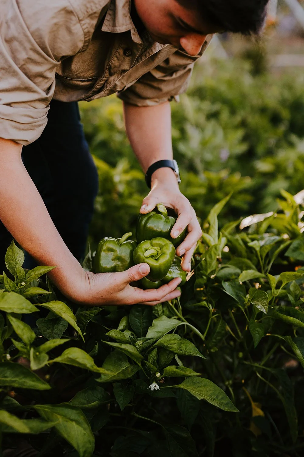 6_SonPickingCaps.jpg