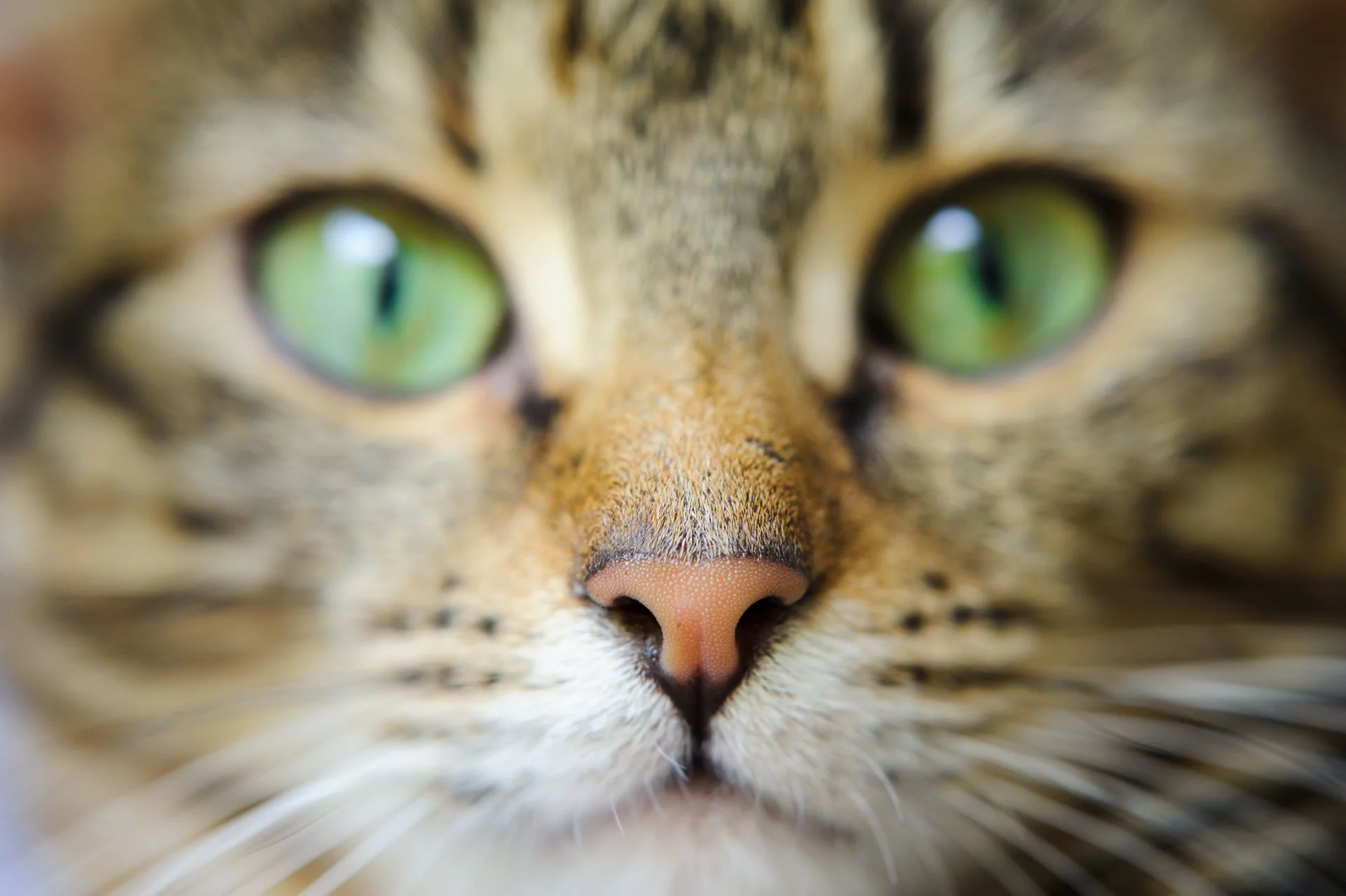 What Colors Can Cats See? Decoding Feline Sight — Wags and Whiskers