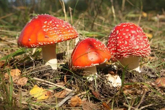 Mushrooms.jpg