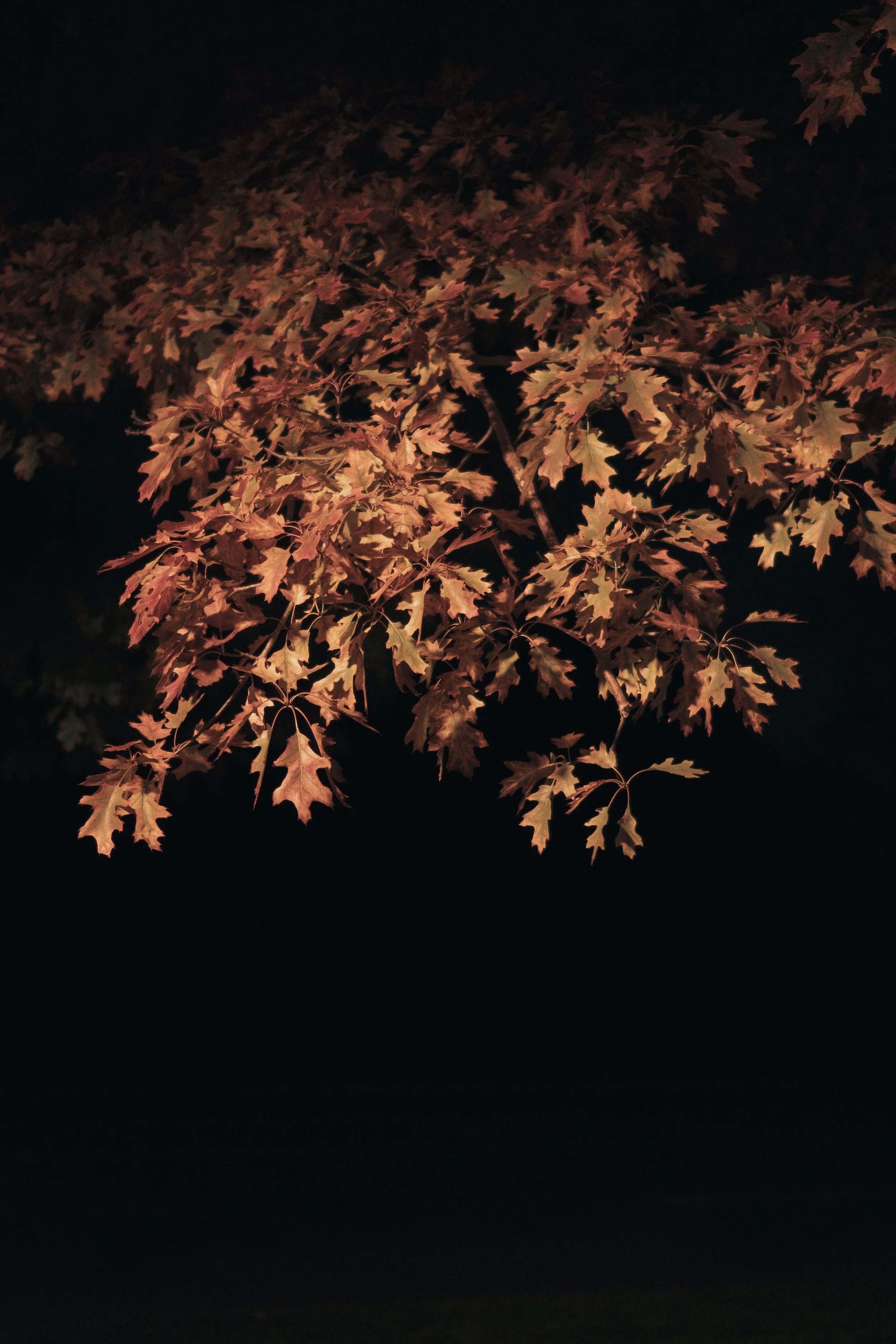 Fall Leaves