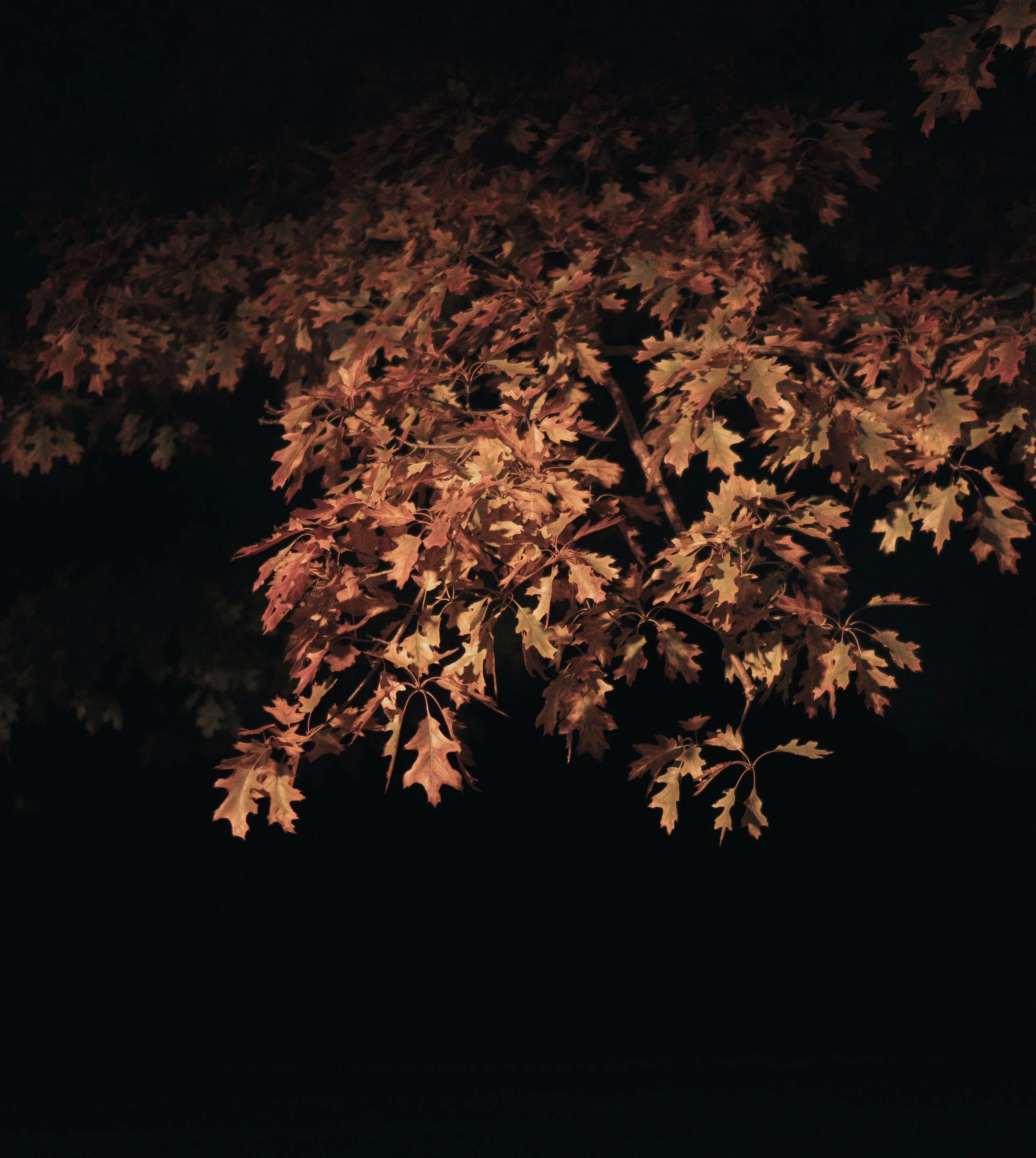 fall_leaves_2025-2.jpg