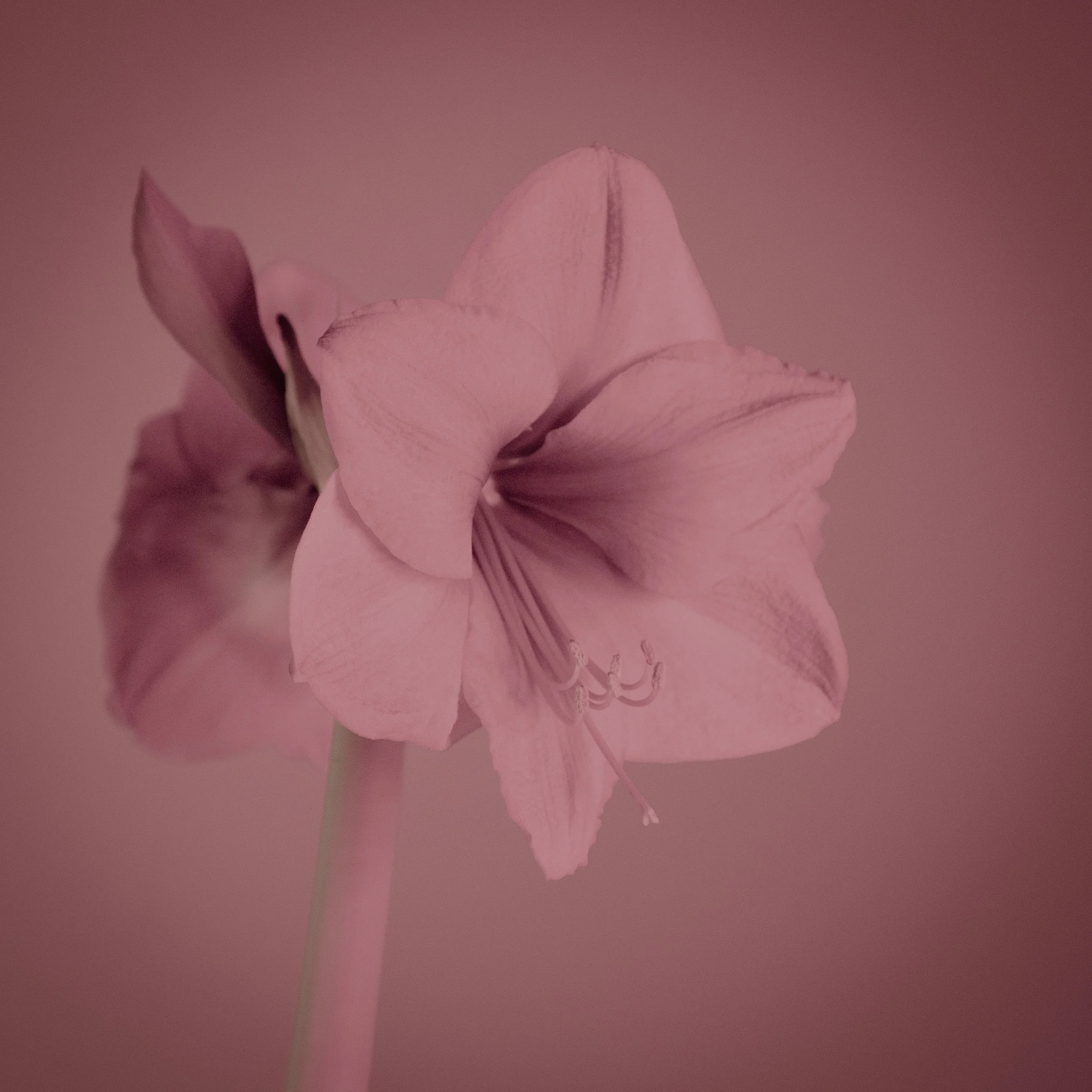 amaryllis-flower