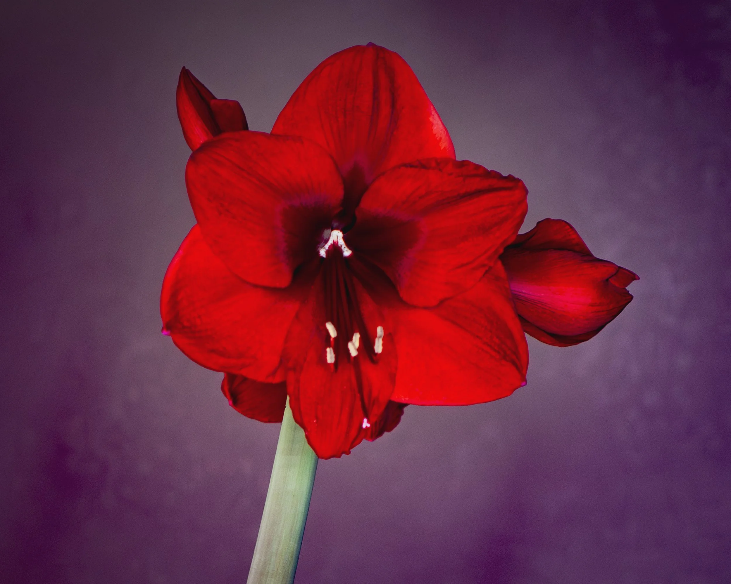 amaryllis_1_2026-2.jpg