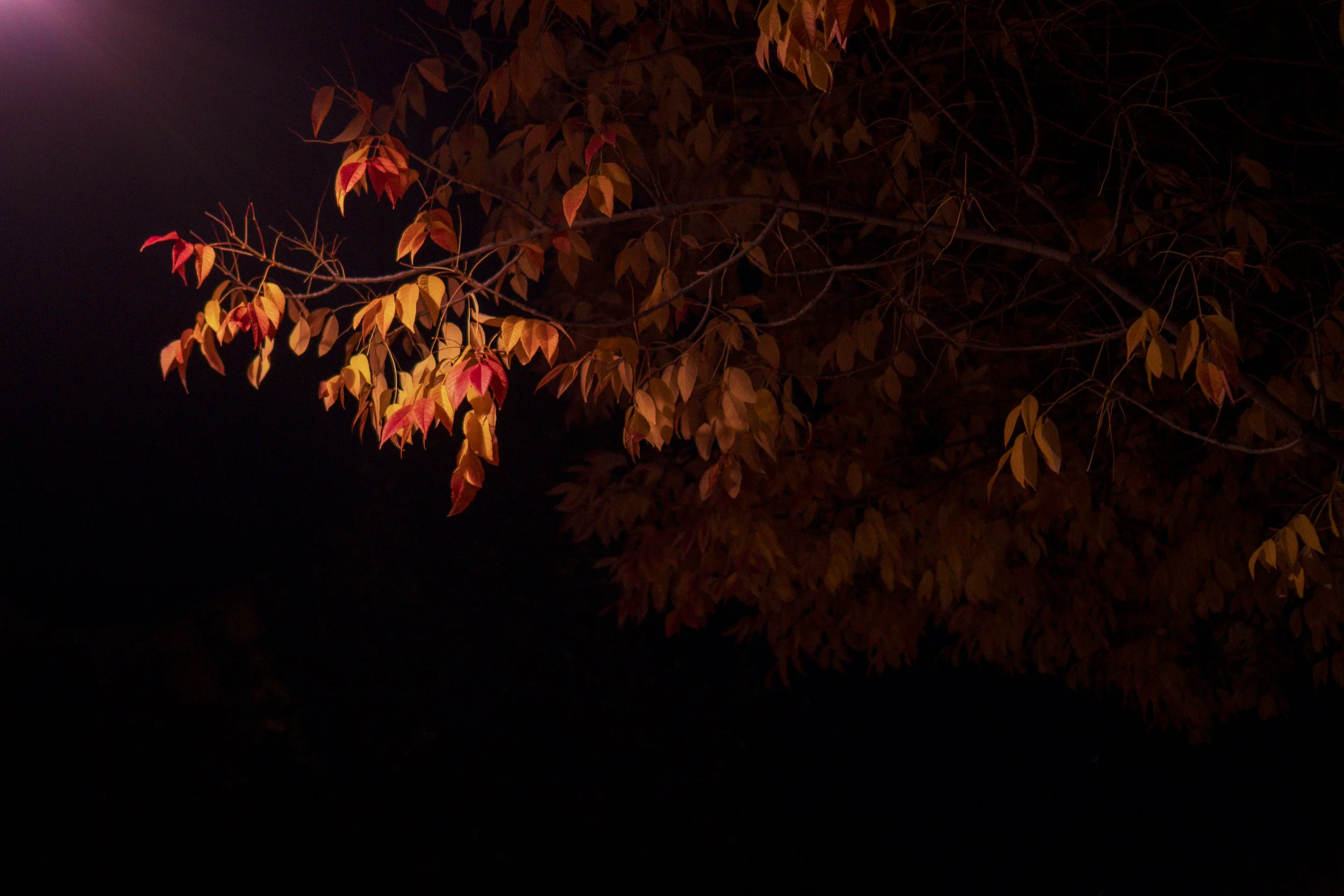 fall_leaves_2025-5.jpg
