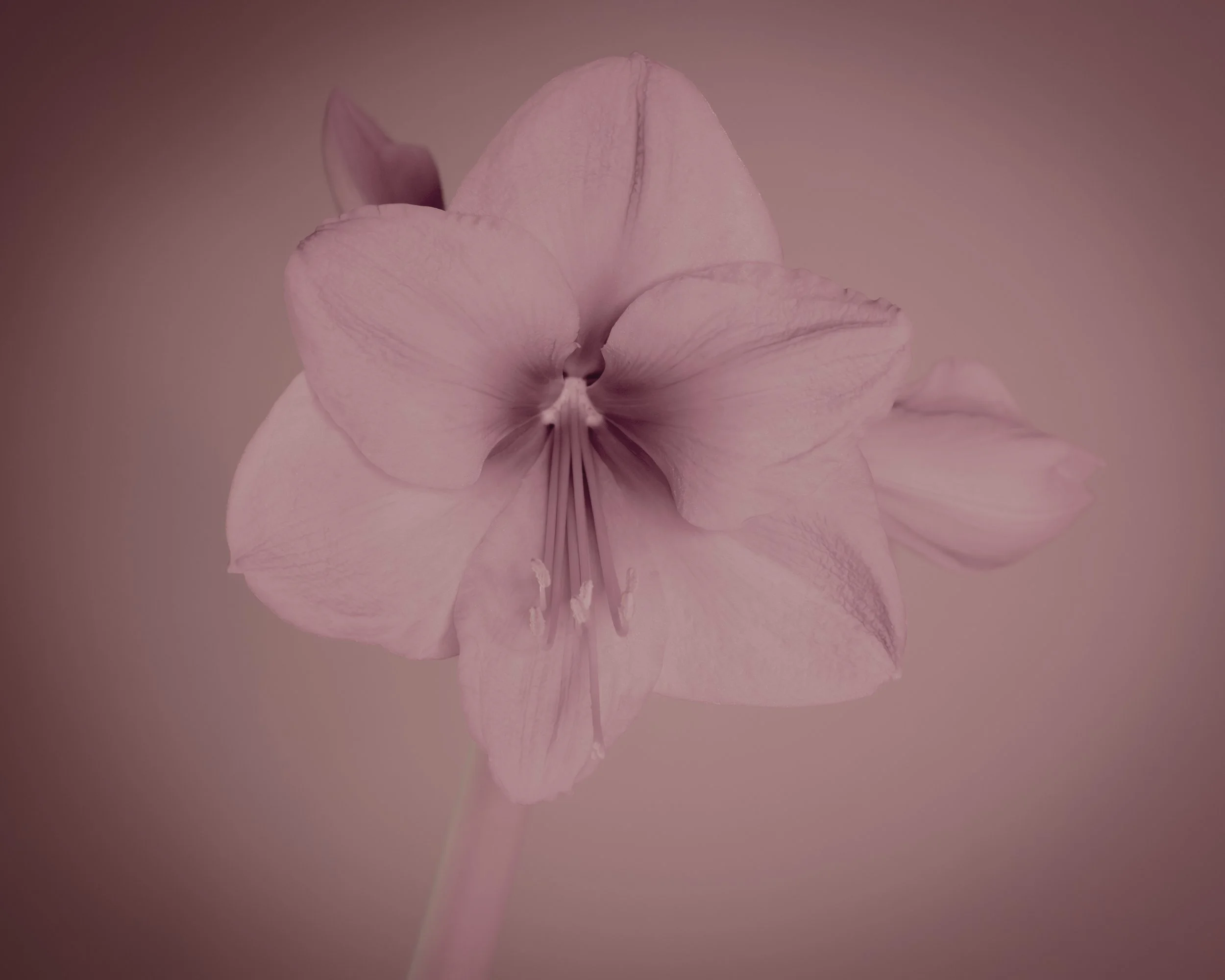 amaryllis_1_2026-9.jpg