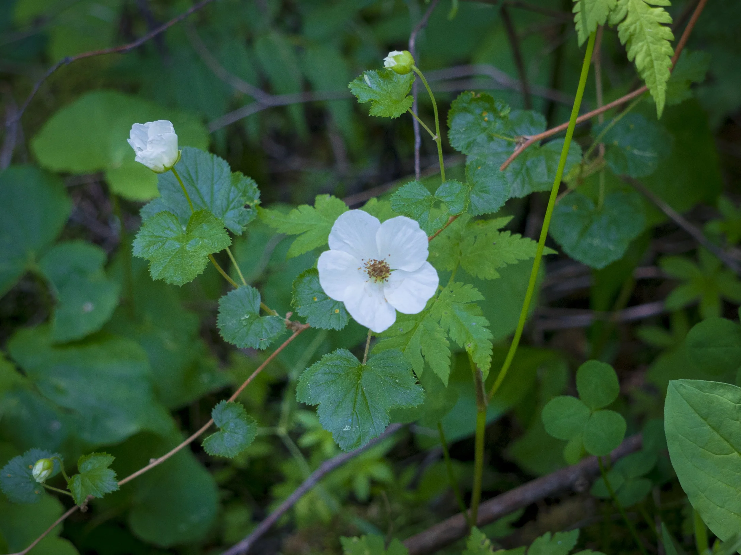 2025_hike_1-6.jpg