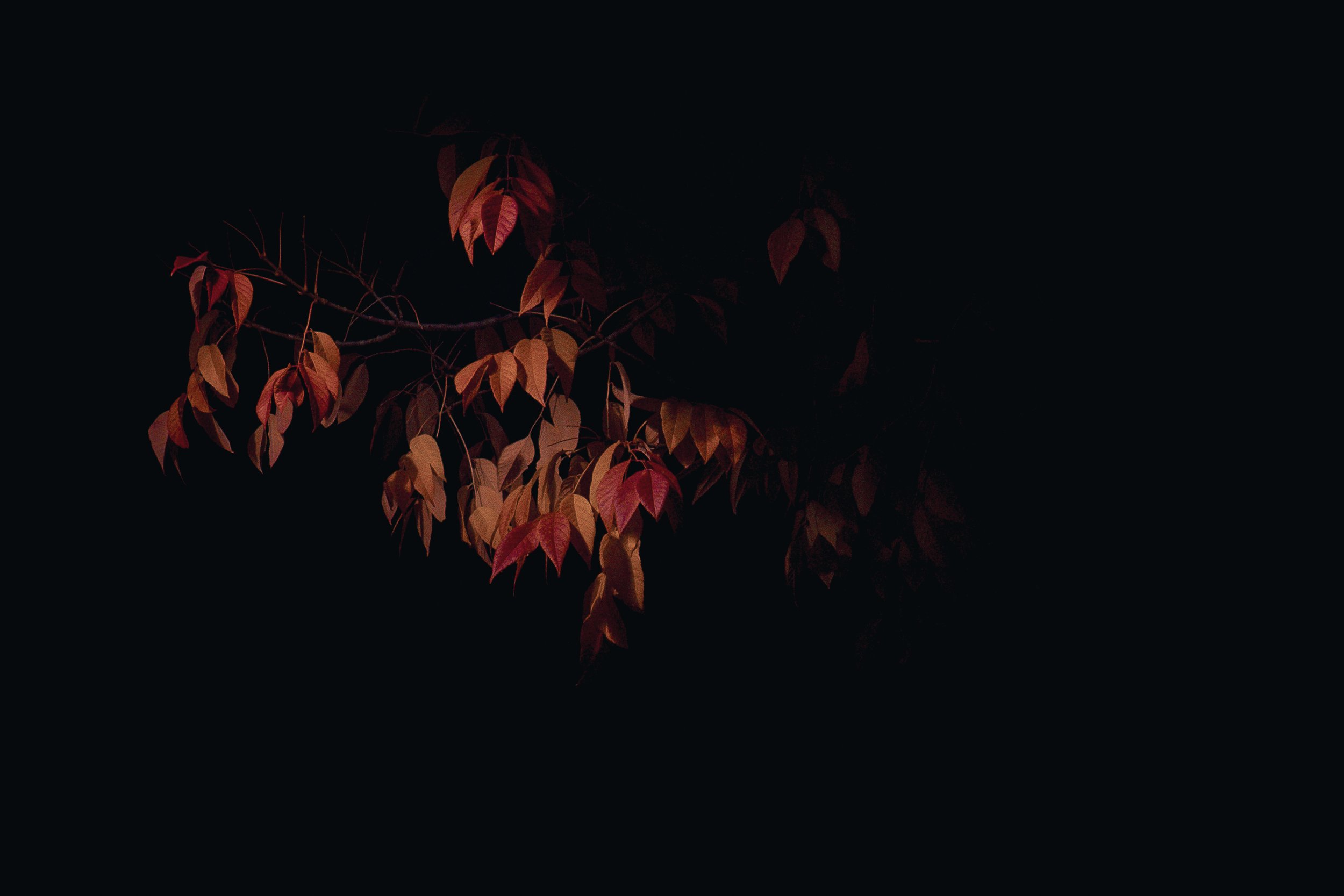 fall_leaves_2025-6.jpg