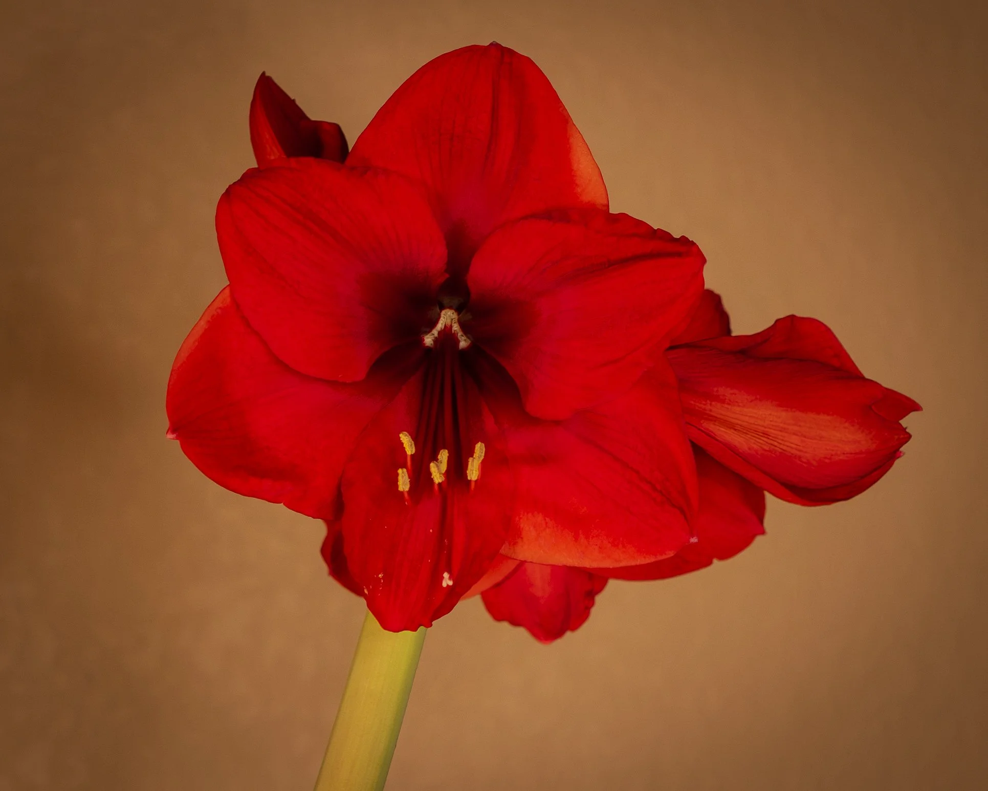 amaryllis_1_2026-1.jpg