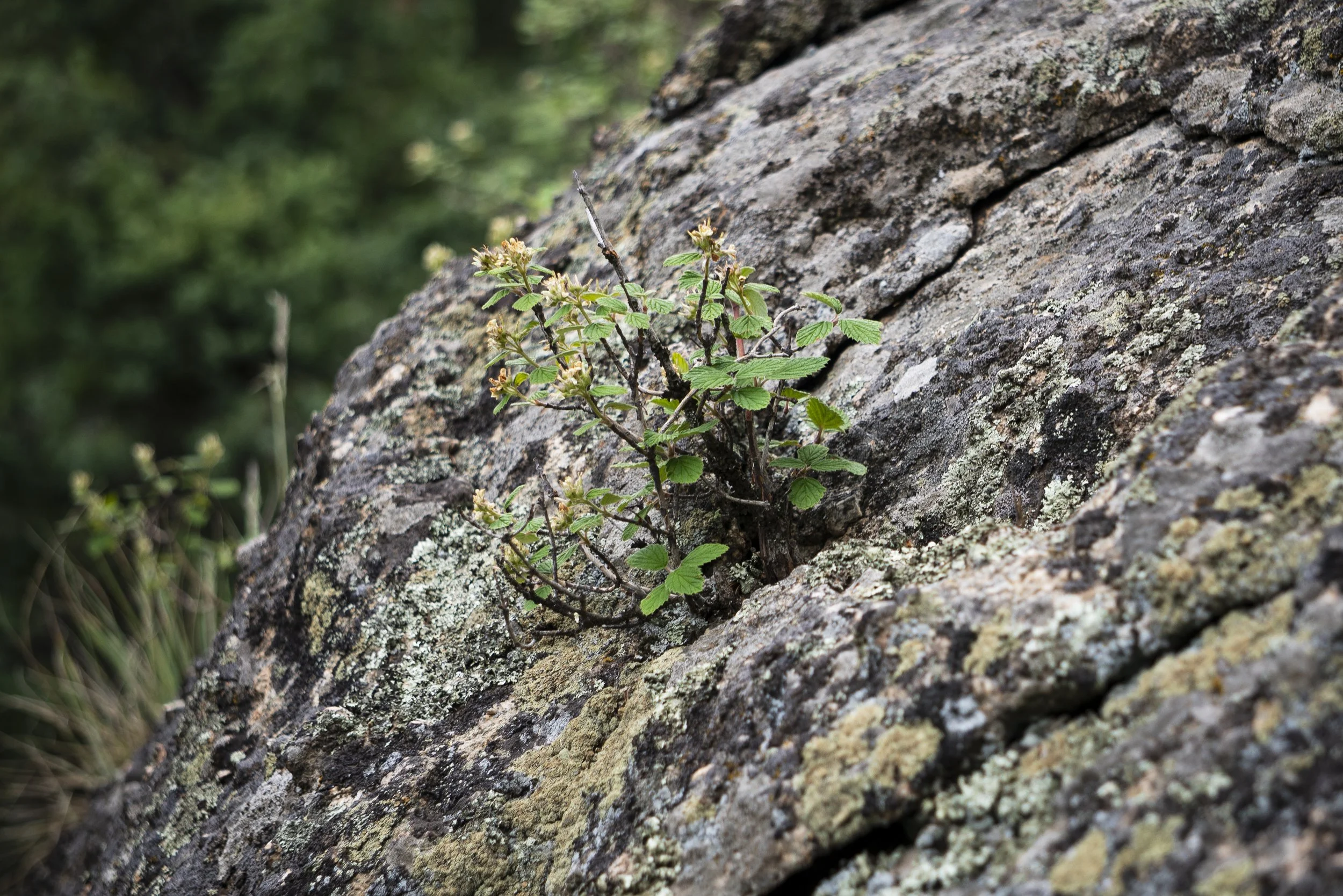 2025_hike_2-13.jpg