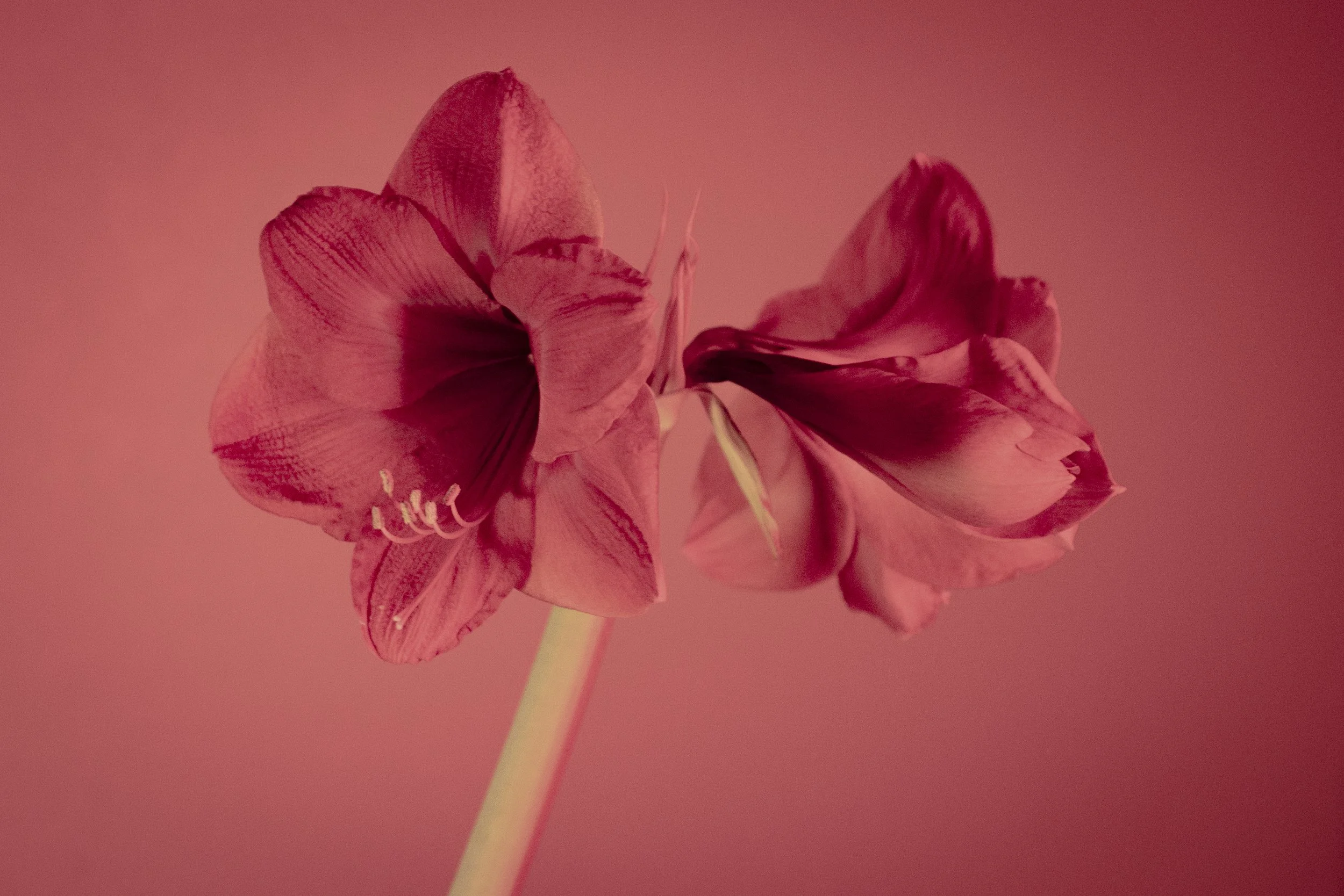 amaryllis_1_2026-16.jpg