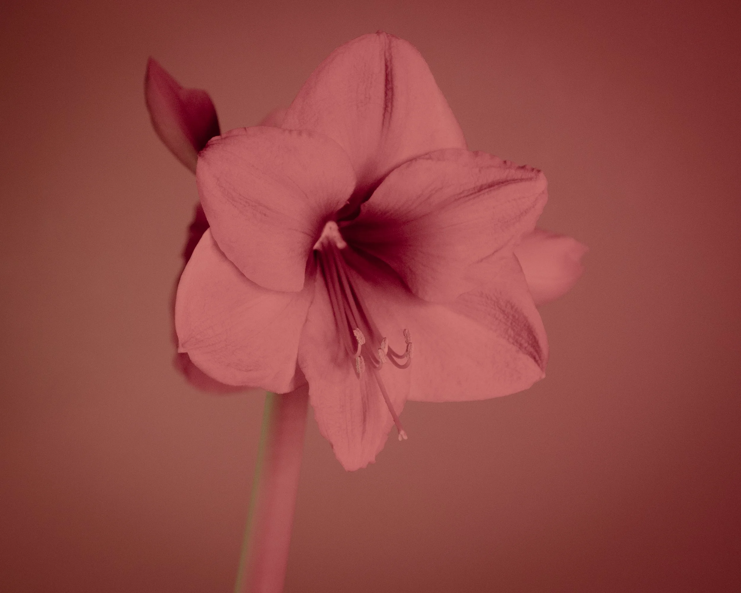 amaryllis_1_2026-10.jpg