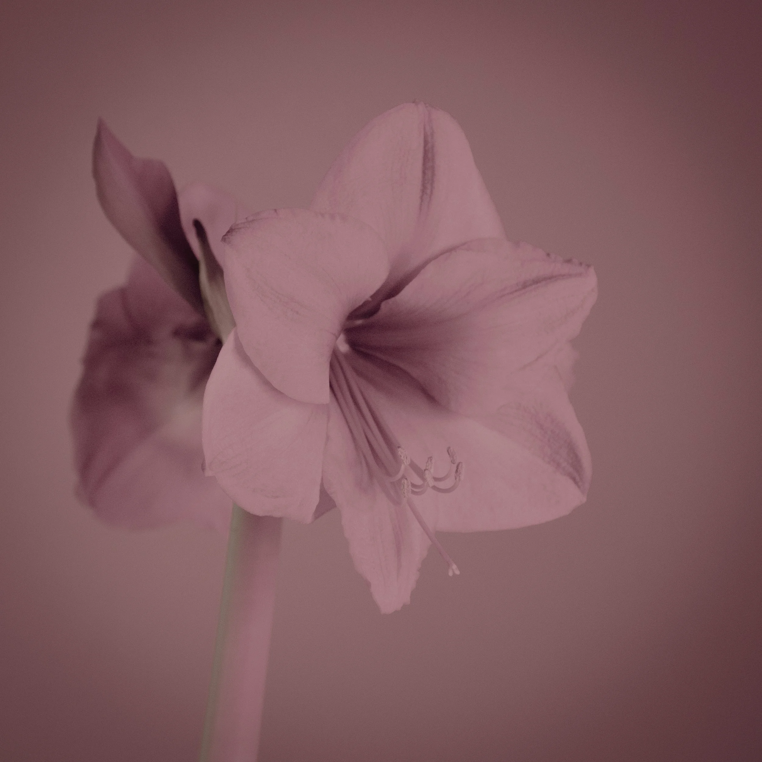 amaryllis_1_2026-12.jpg