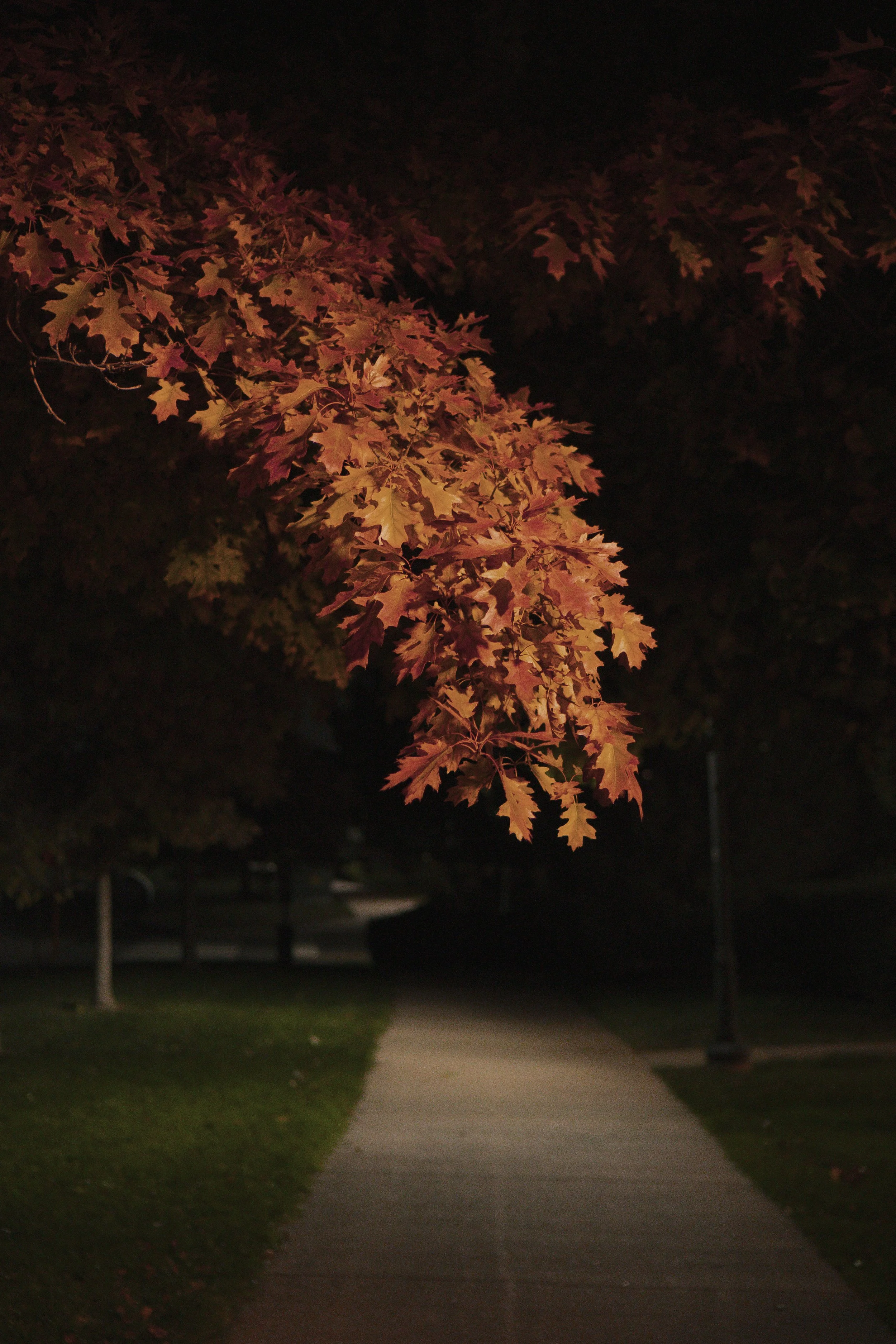 fall_leaves_2025-3.jpg