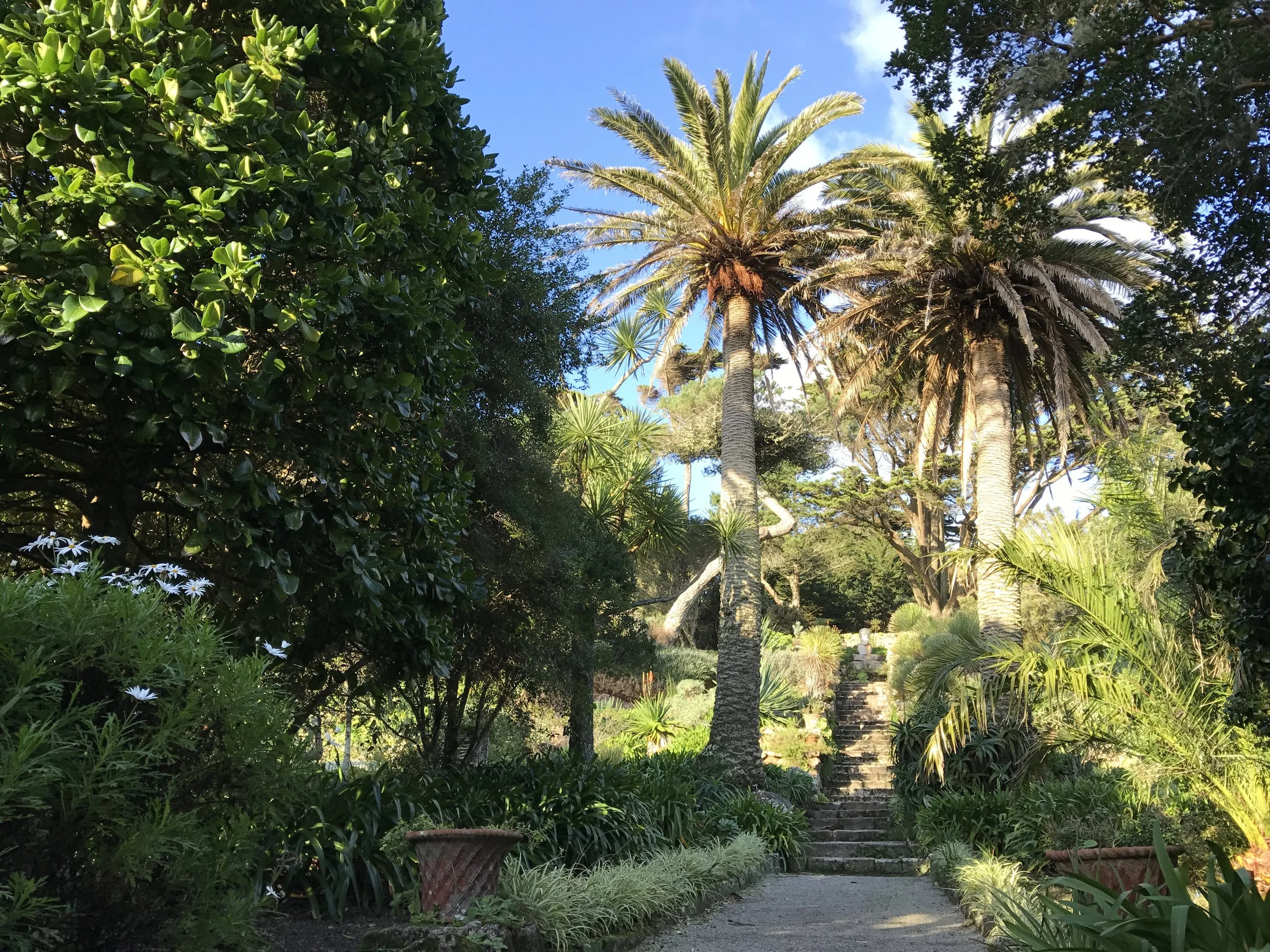 tresco landscape gardening olive tree agrdens palm tree design