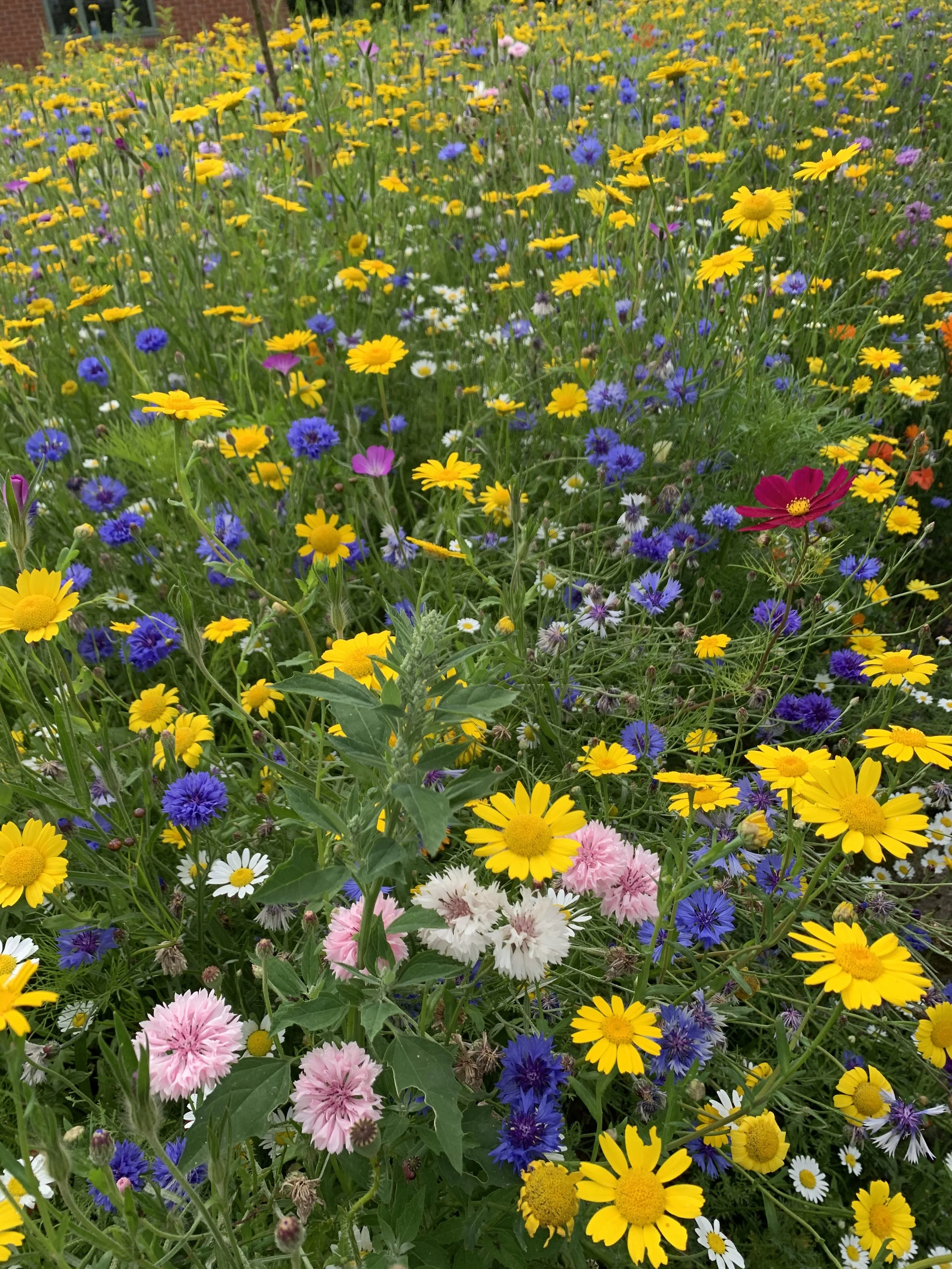 2020-07-23 16.54.49.jpg