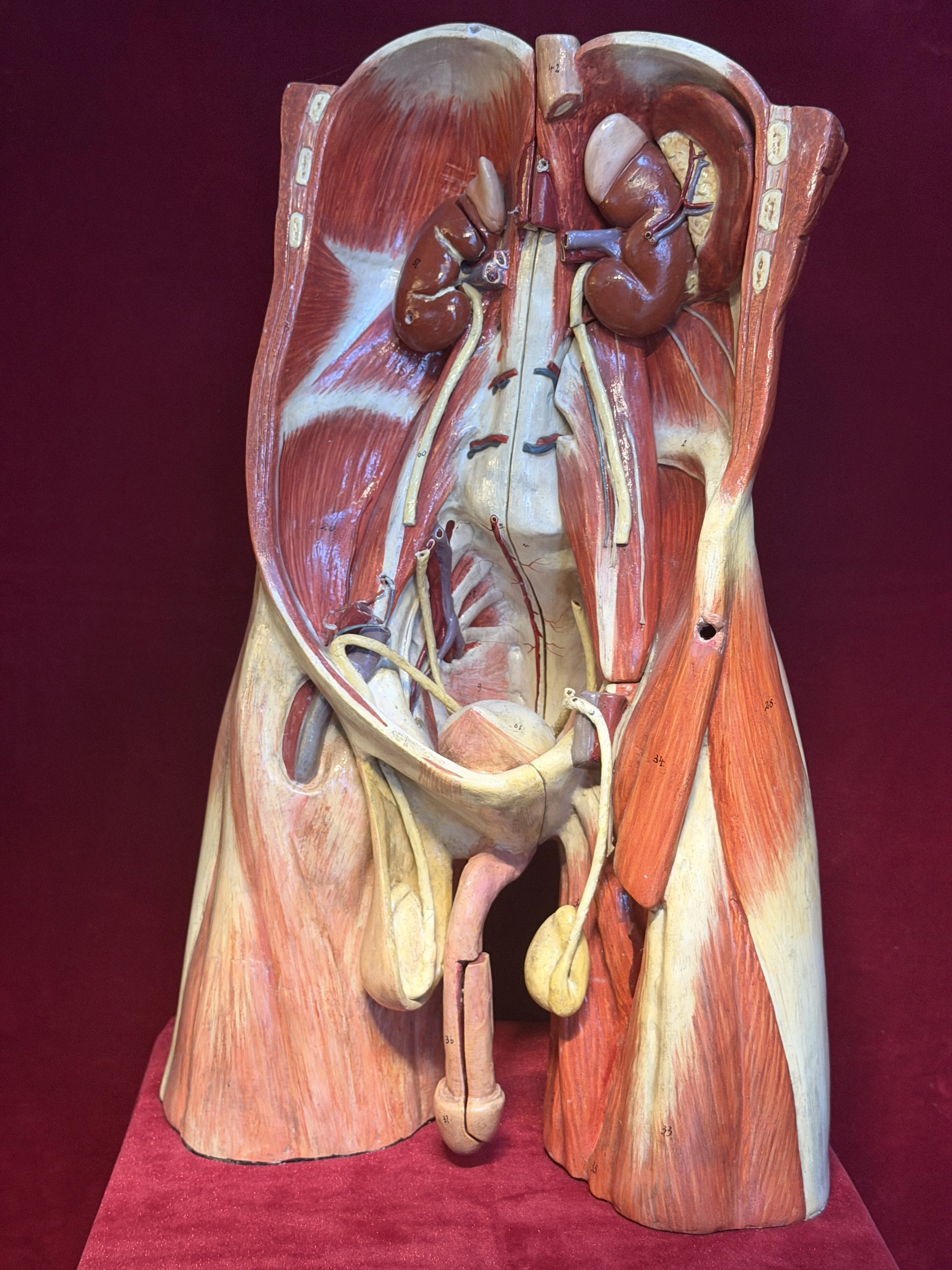 19th Century Anatomical Didactic Abdominal & Pelvis Model probably by Sommer