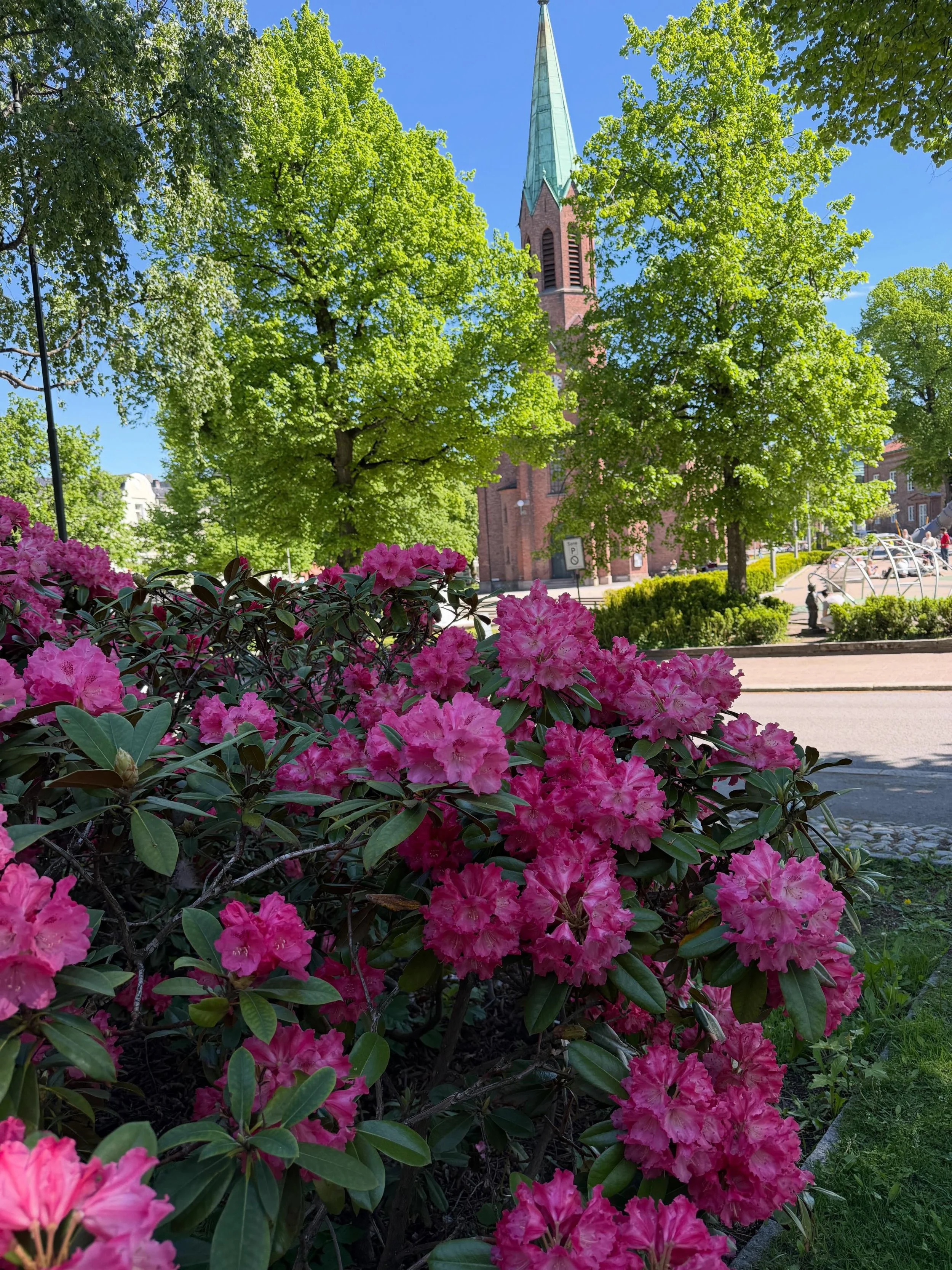 Byen v&aring;r har virkelig pyntet seg, n&aring; som Rododendroen blomstrer  vakkert rundt byens paviljong🌸 

#mossavis #byliv #minby #stoltmossing